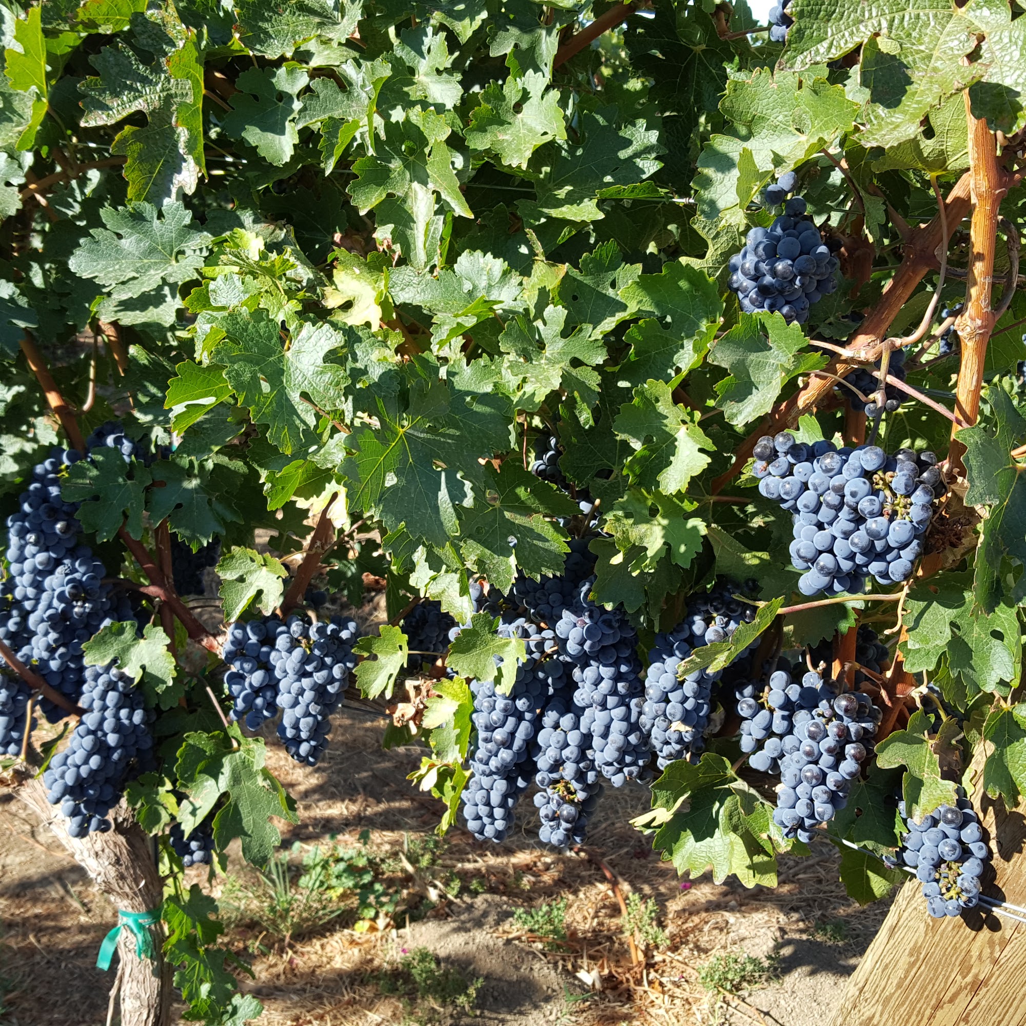 Two Mountain Winery Zillah