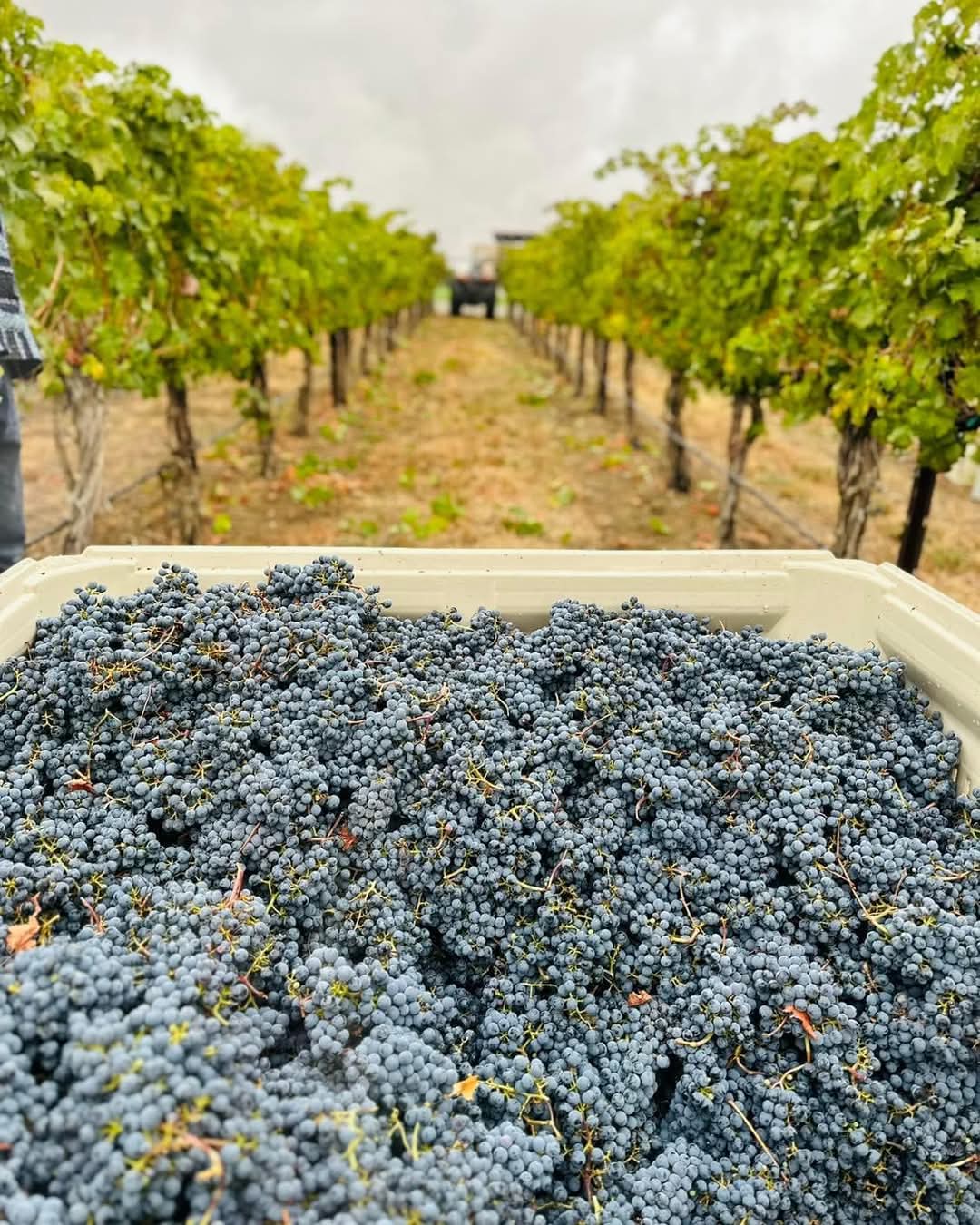 VanArnam Vineyards Zillah