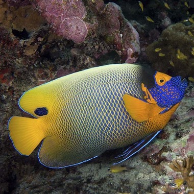 Rock 'N' Critters Marine Aquatics