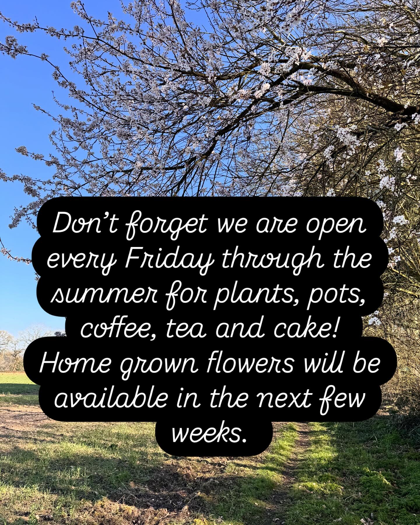 The Orangery Flower Shop