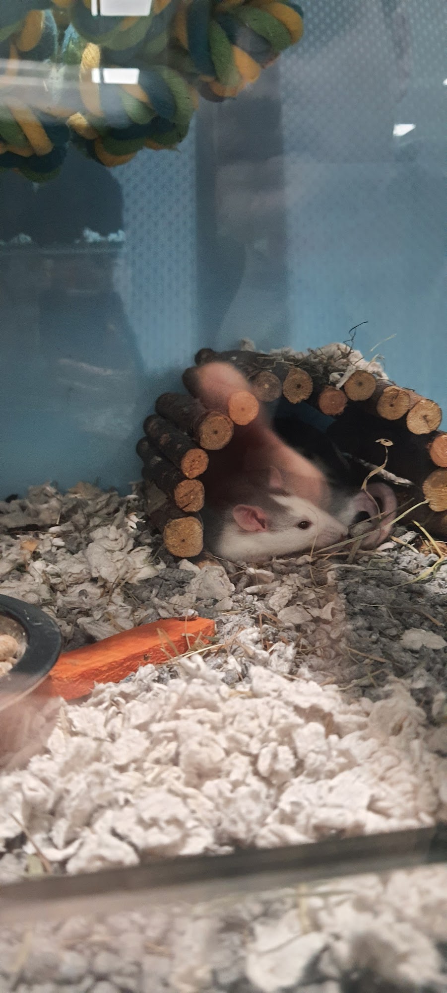 Pets at Home Sutton Coldfield