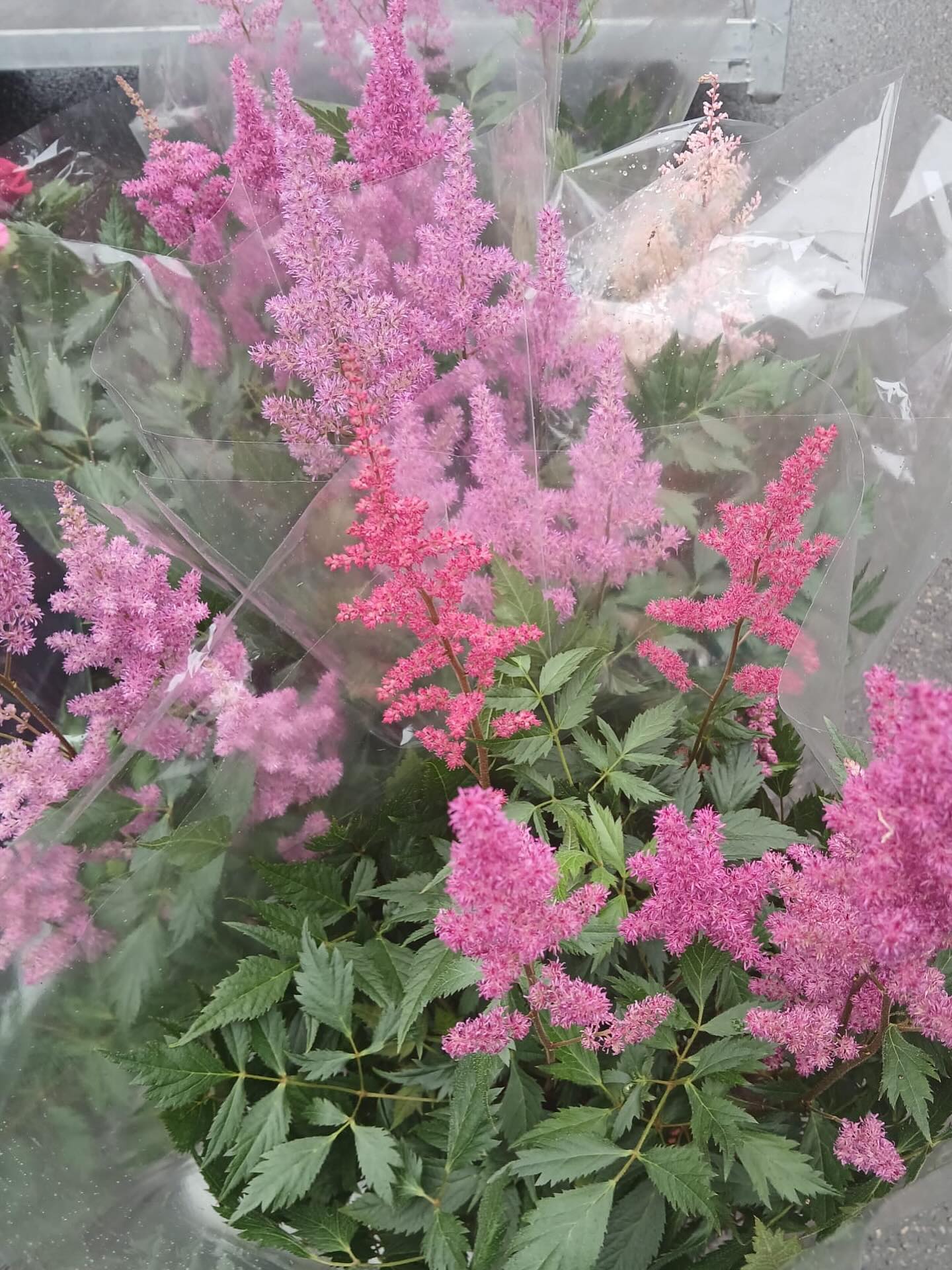 Dawn's Pets & Gardens