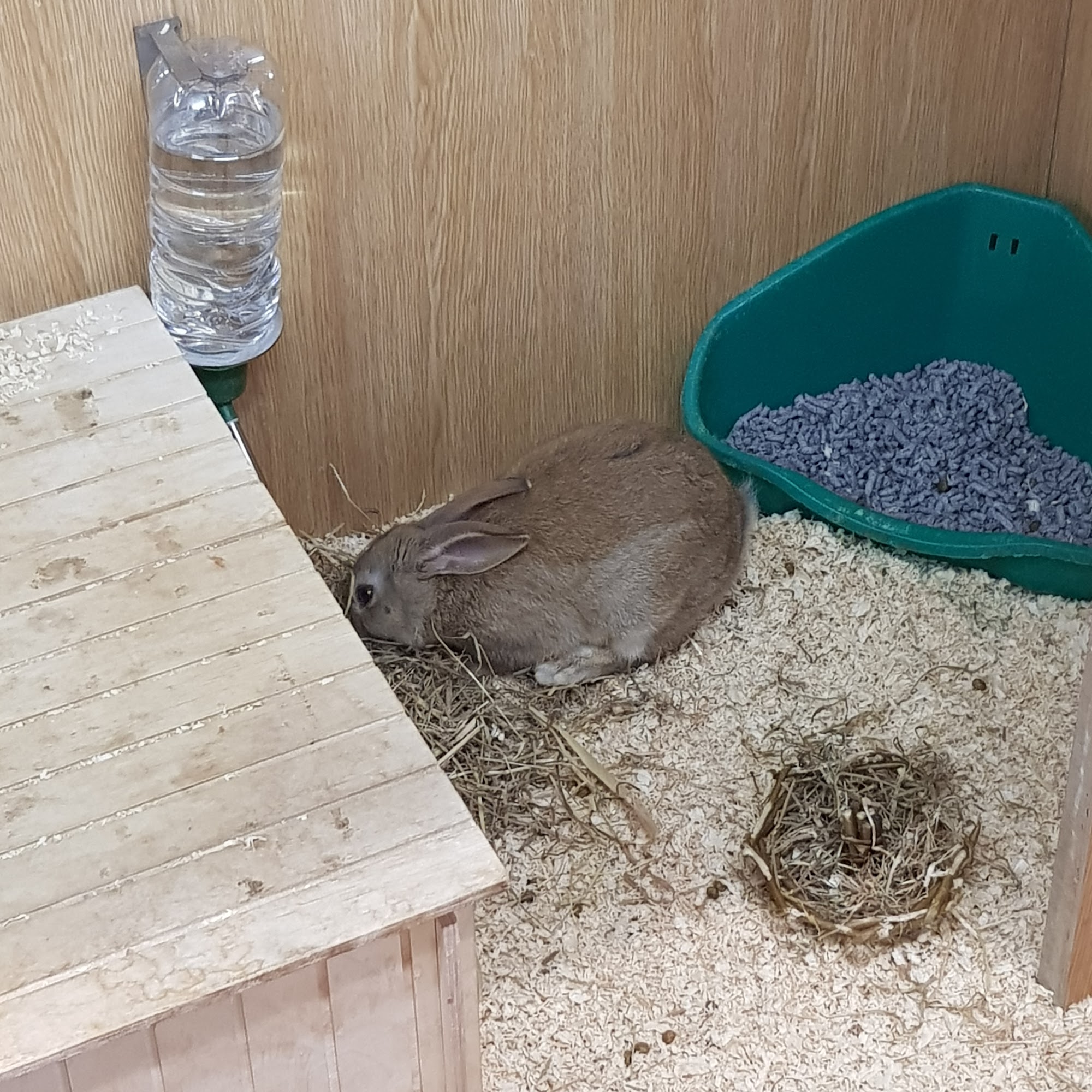 Pets at Home Horsham Horsham