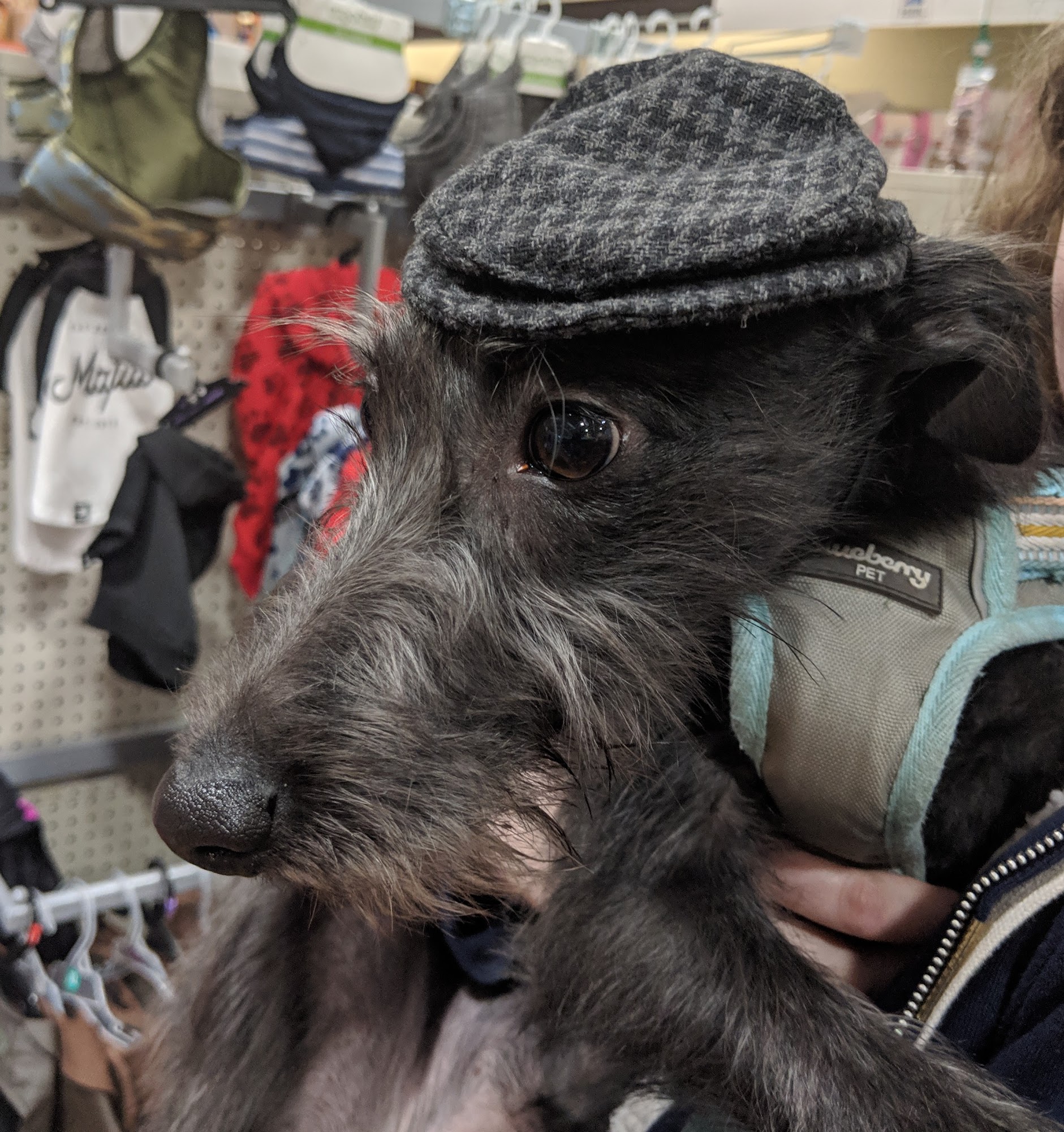 Pets at Home Halifax Halifax