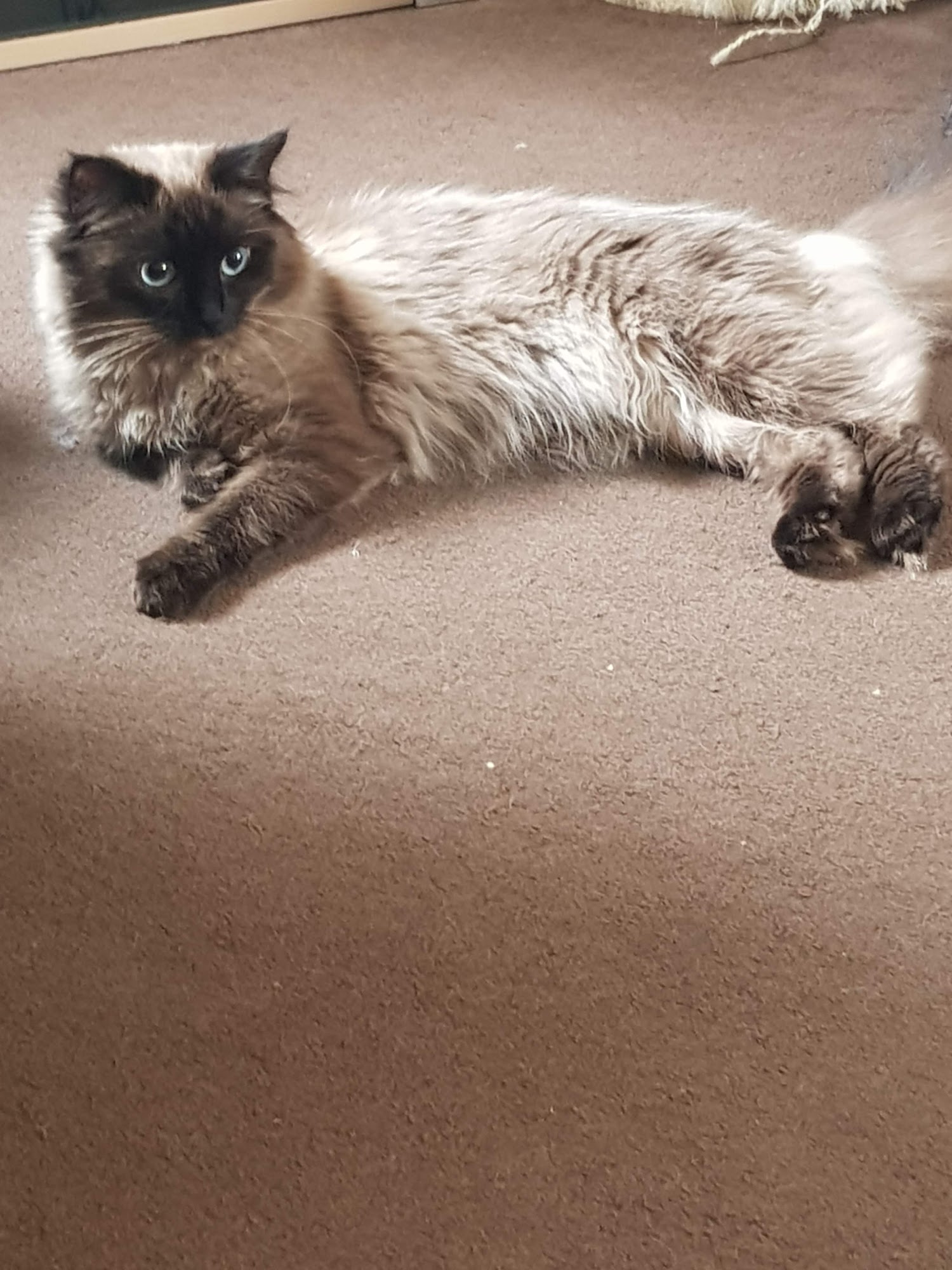 Pets at Home Colton