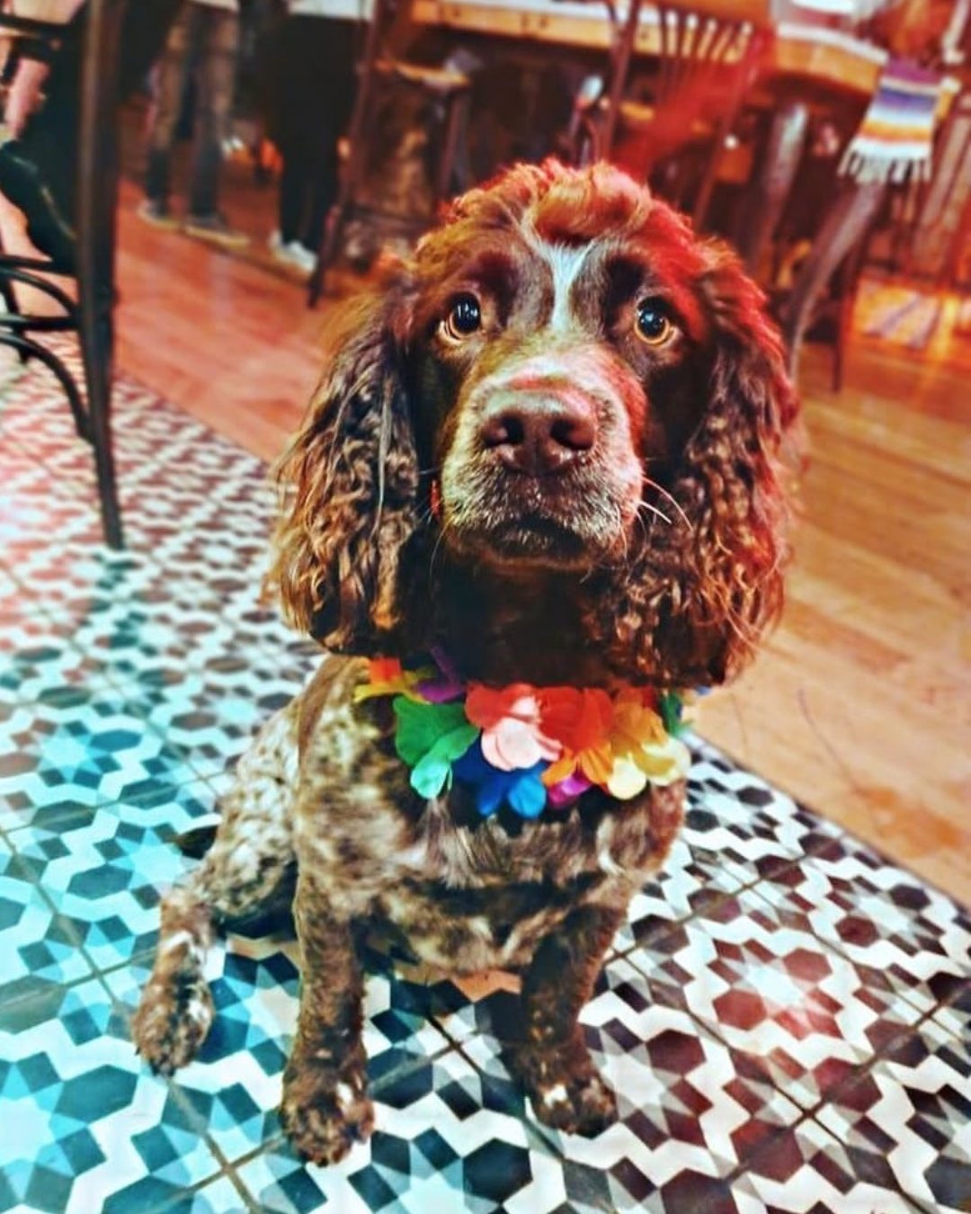 Revolución de Cuba Leeds