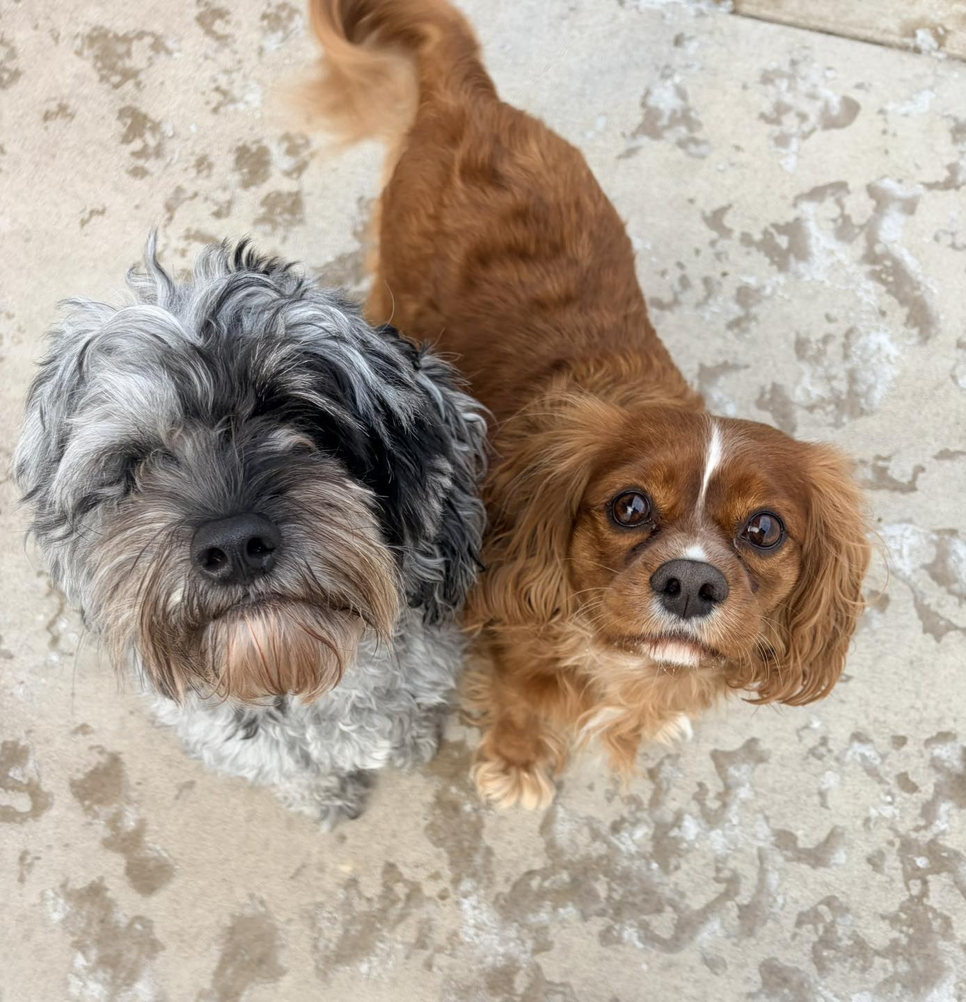 K9 Dorms (Dog Boarding and Waterpark) Altoona