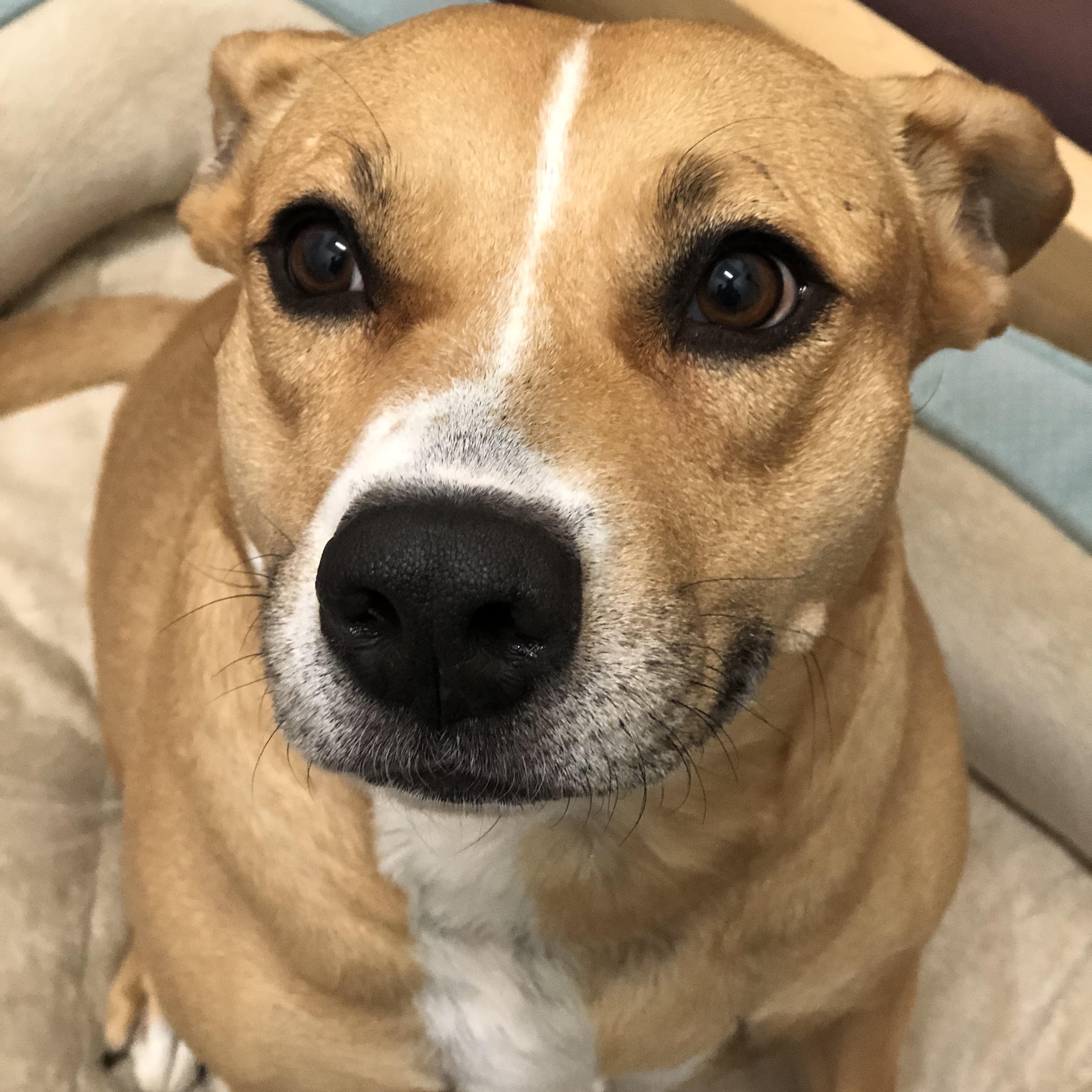 K9 Dorms (Dog Boarding and Waterpark) Altoona