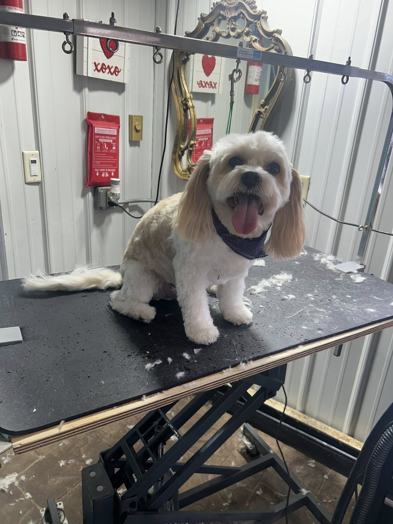 Lupine Kennels Boarding & Grooming Amery