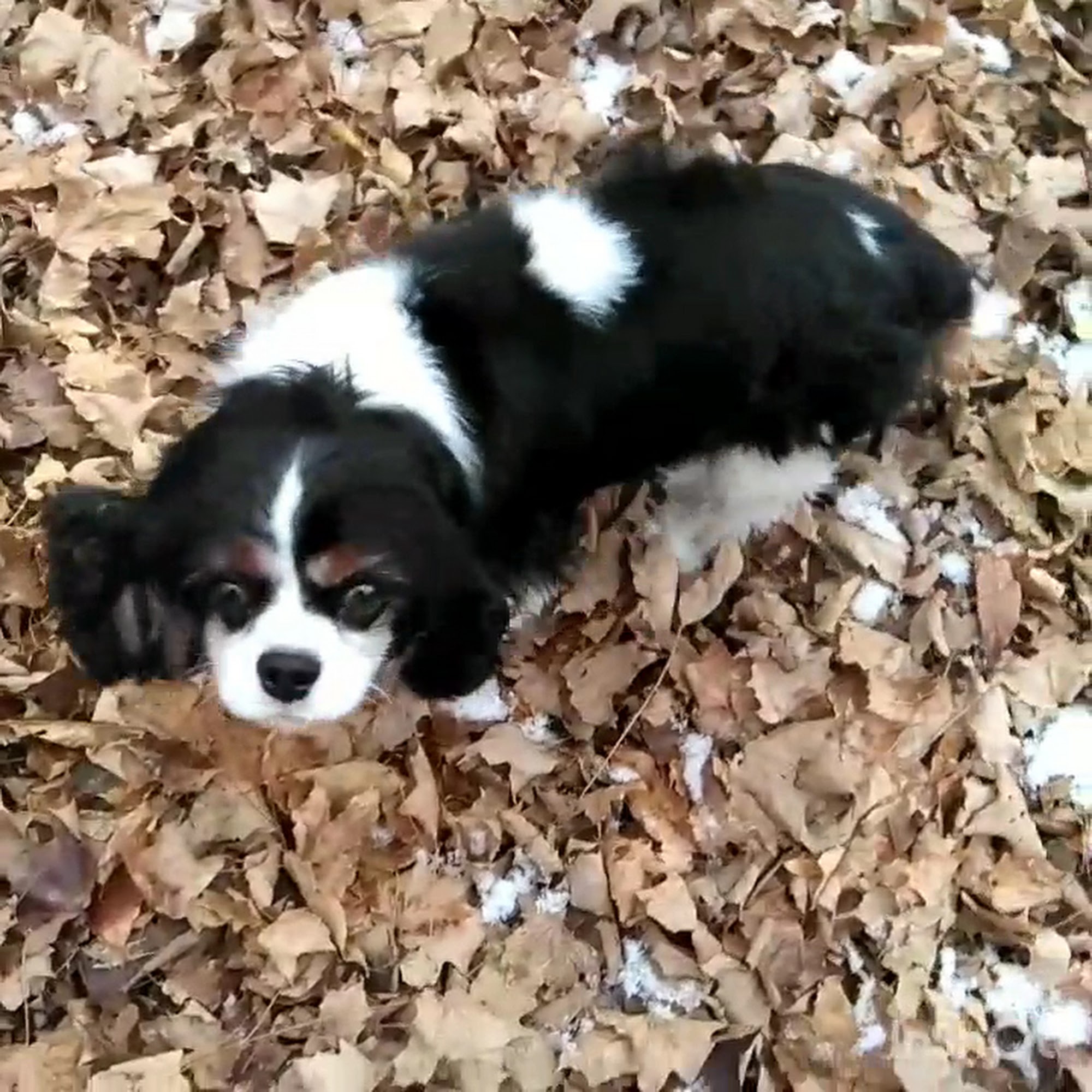 Lupine Kennels Boarding & Grooming Amery