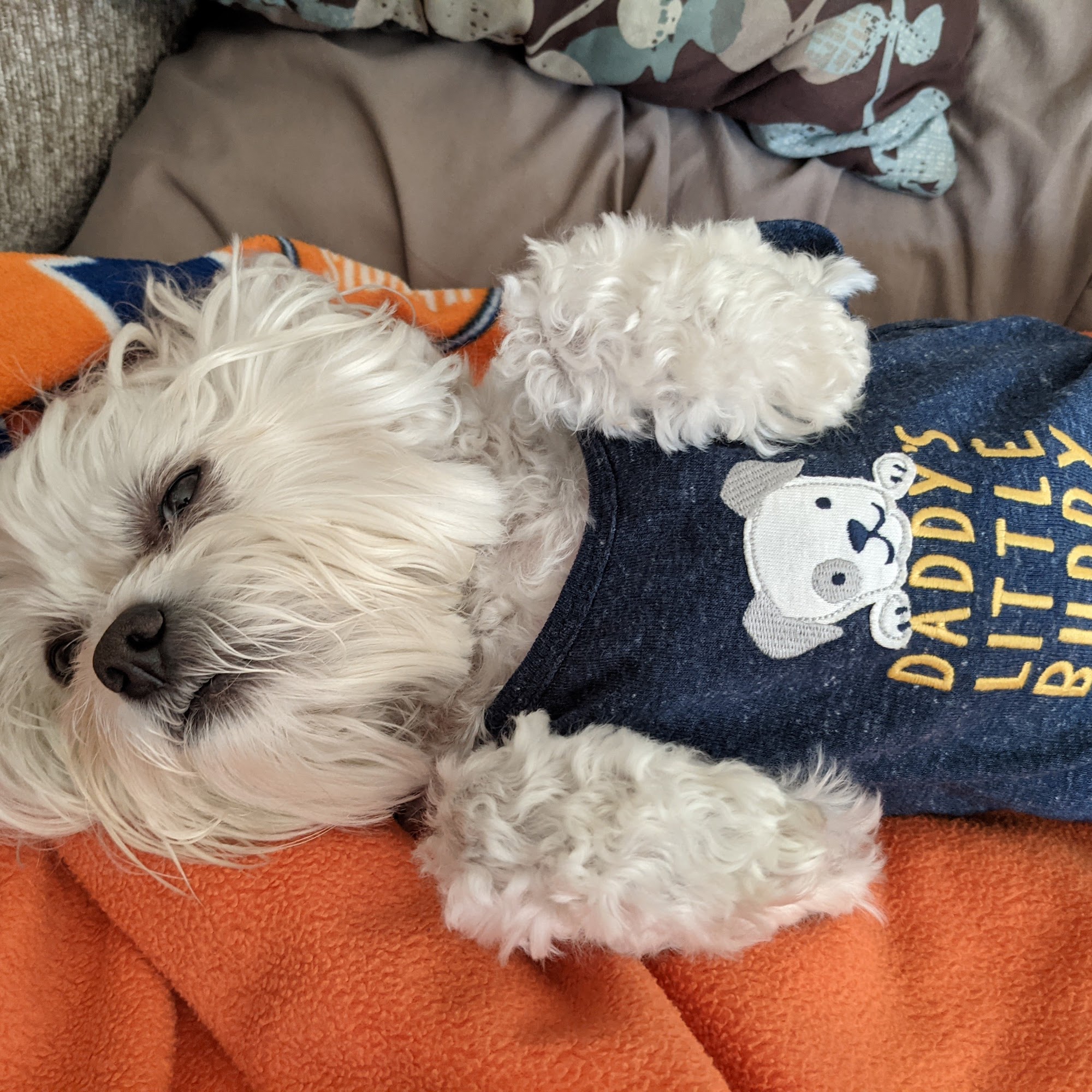 Amherst Veterinary Hospital Amherst