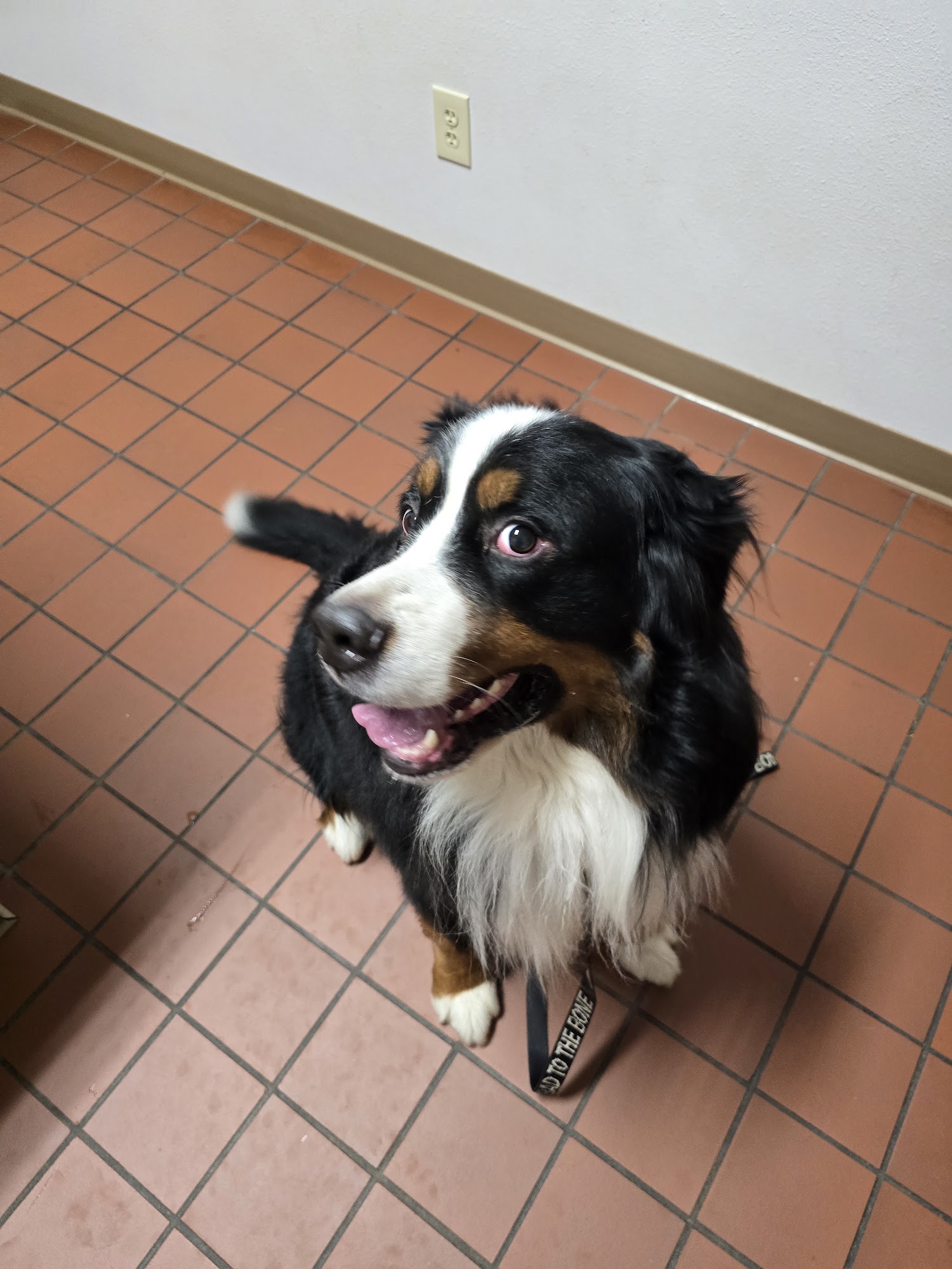 Jenny's House Of Dogs Antigo