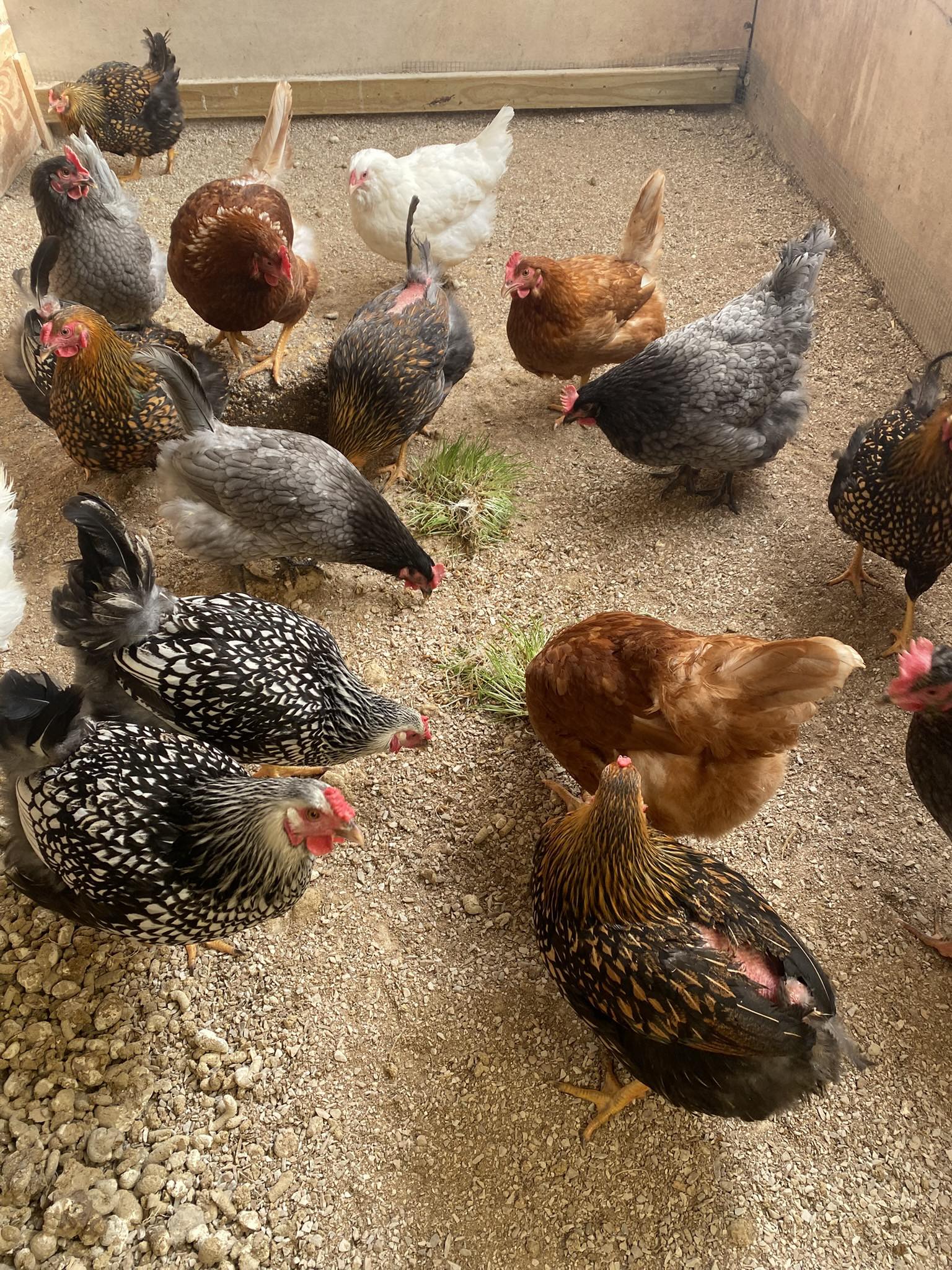 Karla's Kritters Pet Sitting