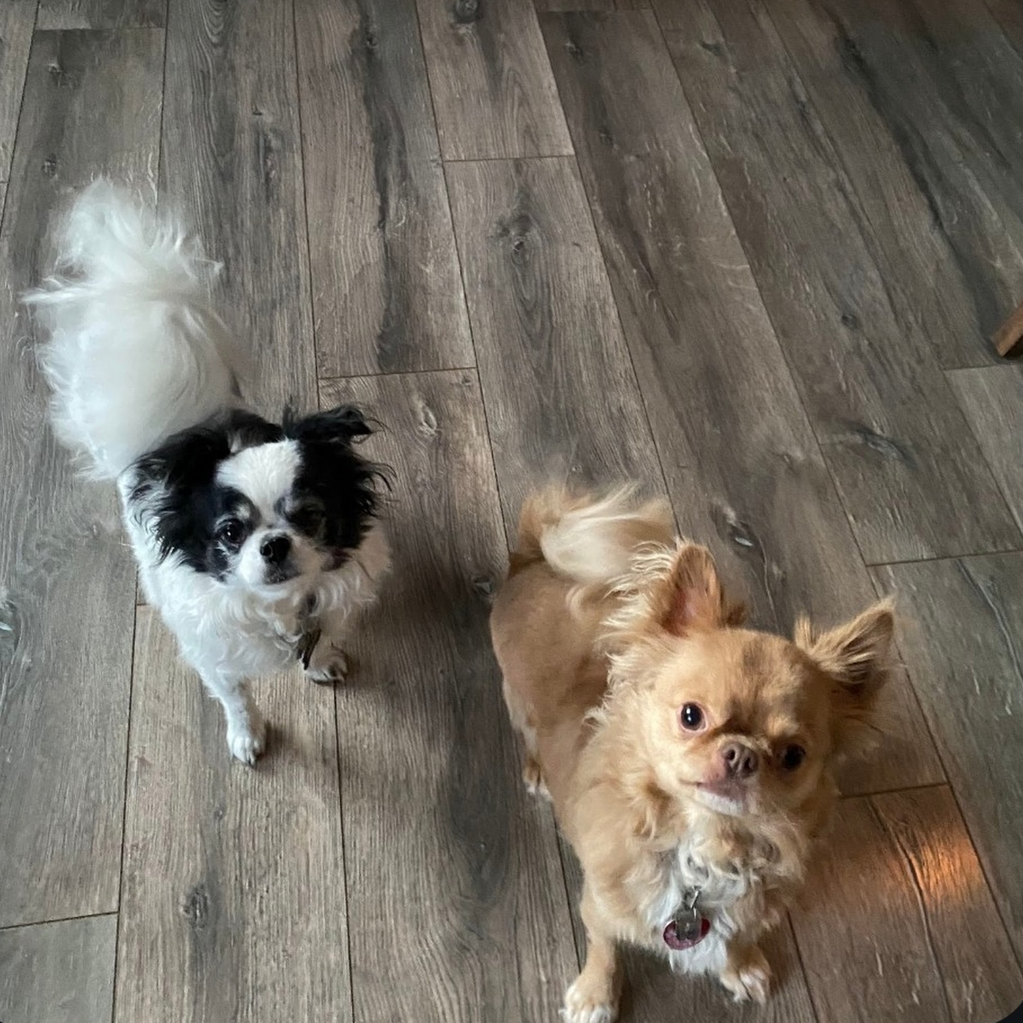 Karla's Kritters Pet Sitting