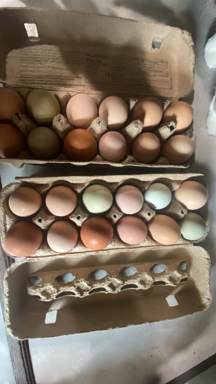 Karla's Kritters Pet Sitting