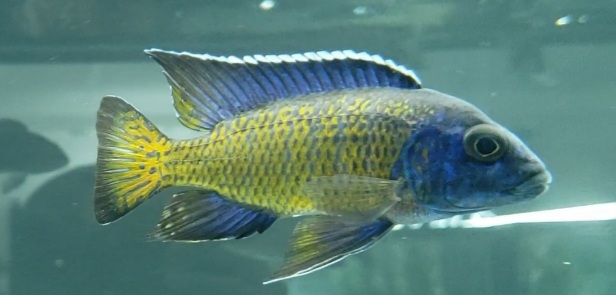 Fish Cave LLC Appleton