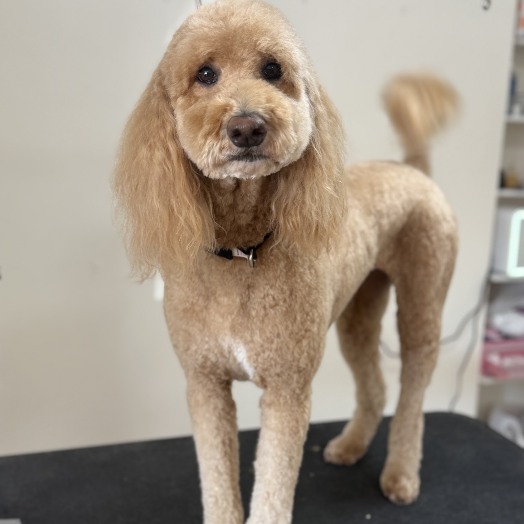 Bark Avenue 432 W Wisconsin Ave Suite B, Appleton Wisconsin 54911