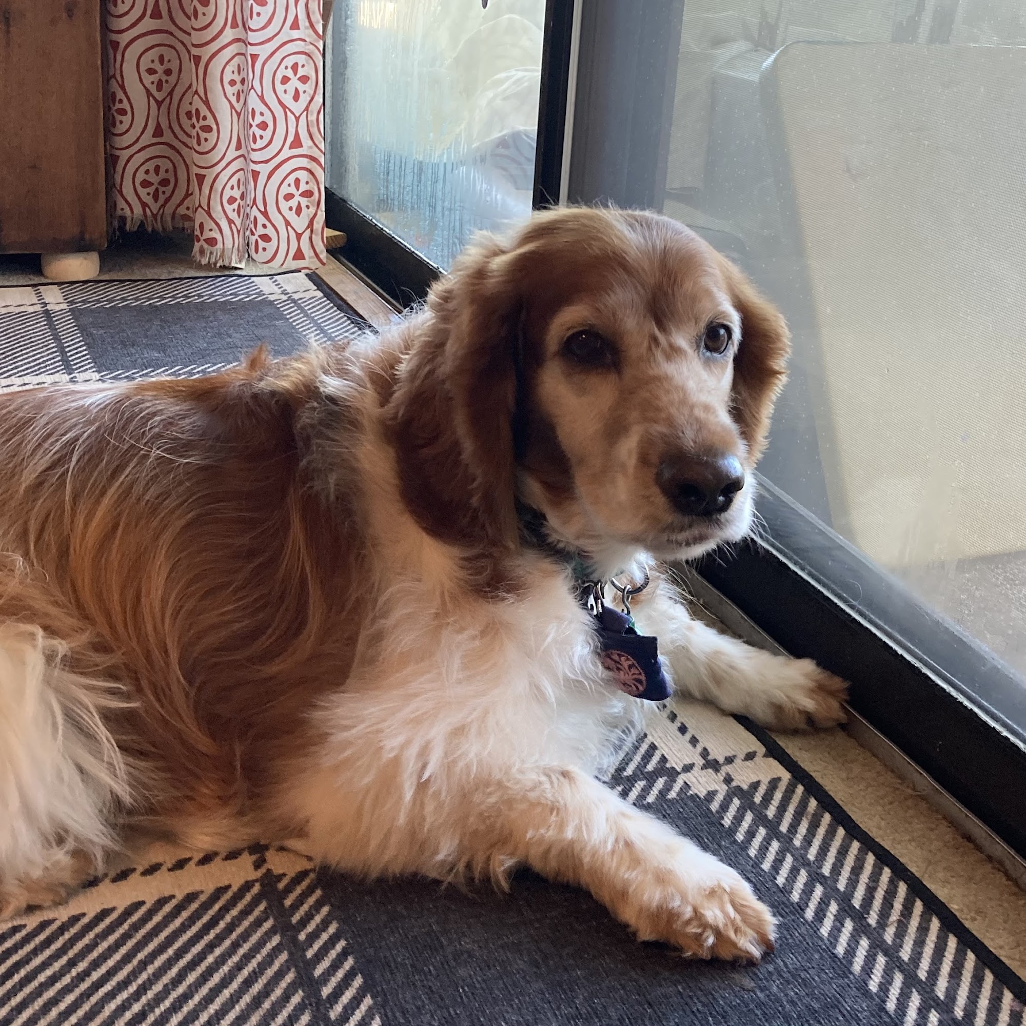 Lakeview Veterinary Hospital Ashland