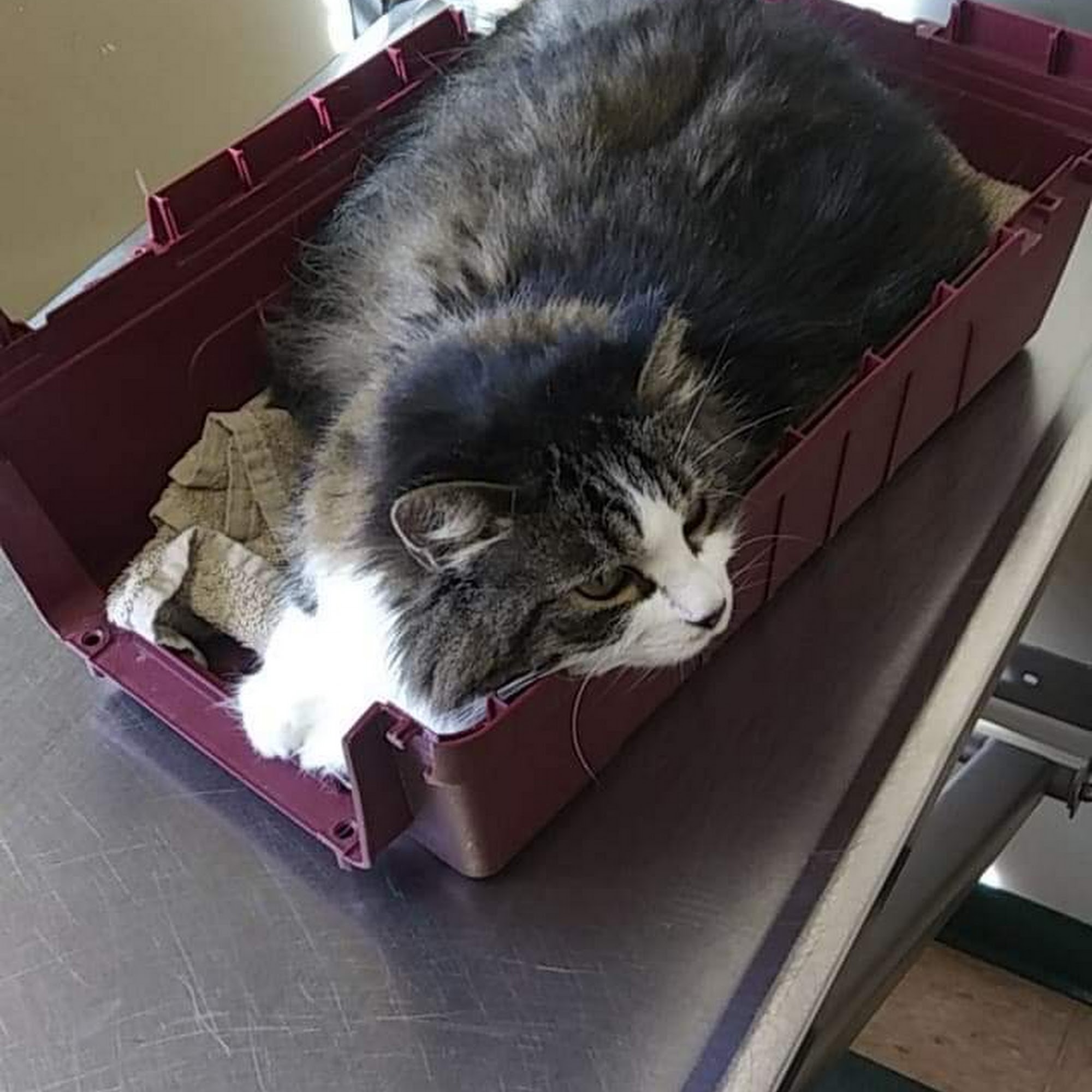 Willow Animal Hospital Ashland