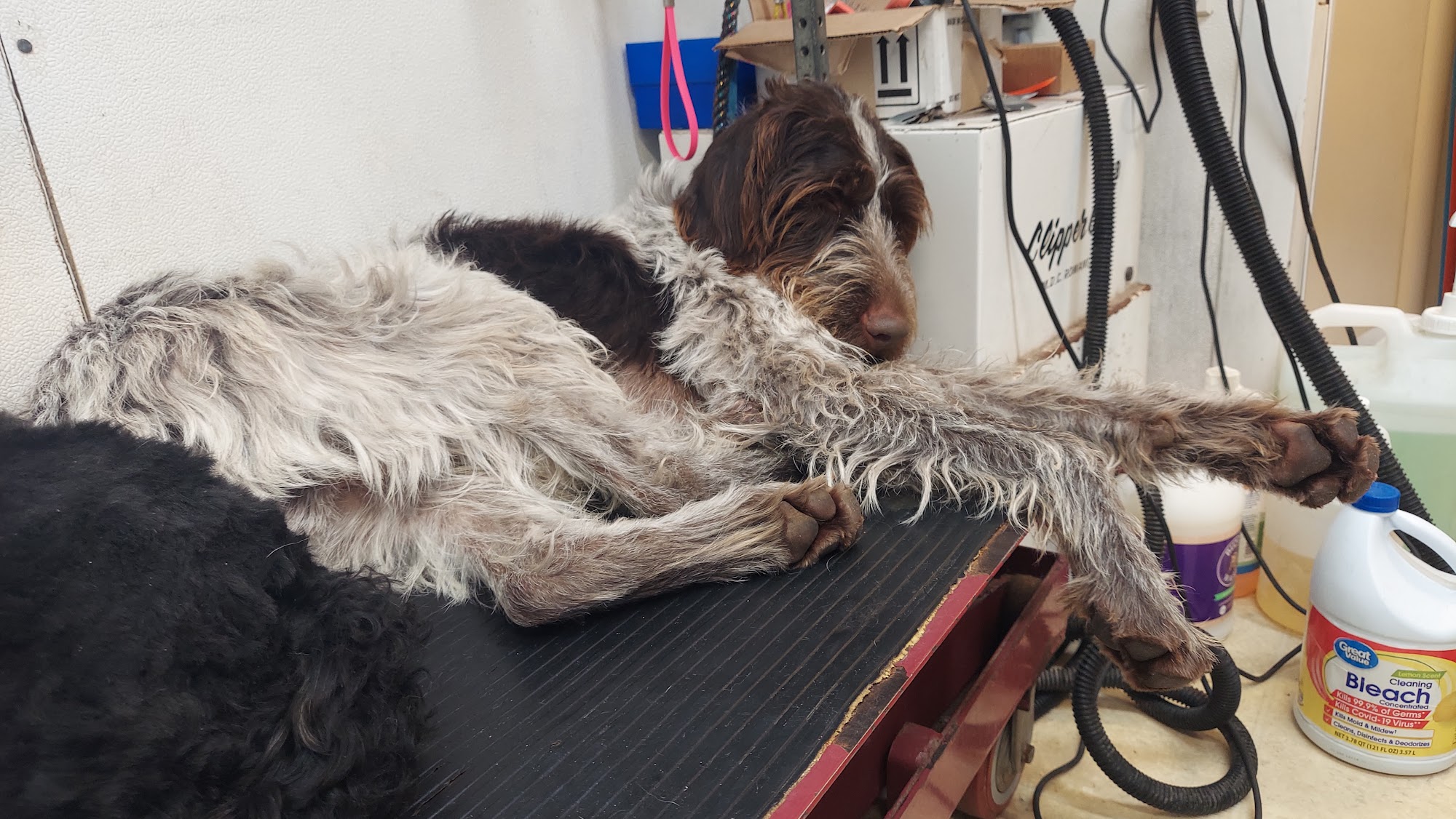 Blue Ribbon Grooming Ashland