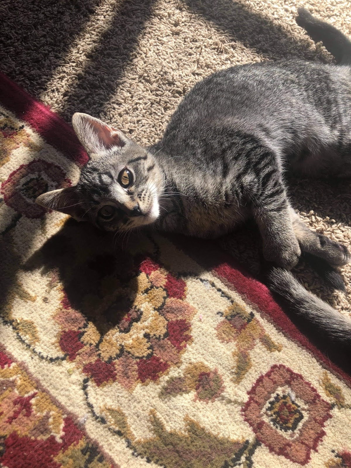 Homestead Veterinary Clinic Baldwin