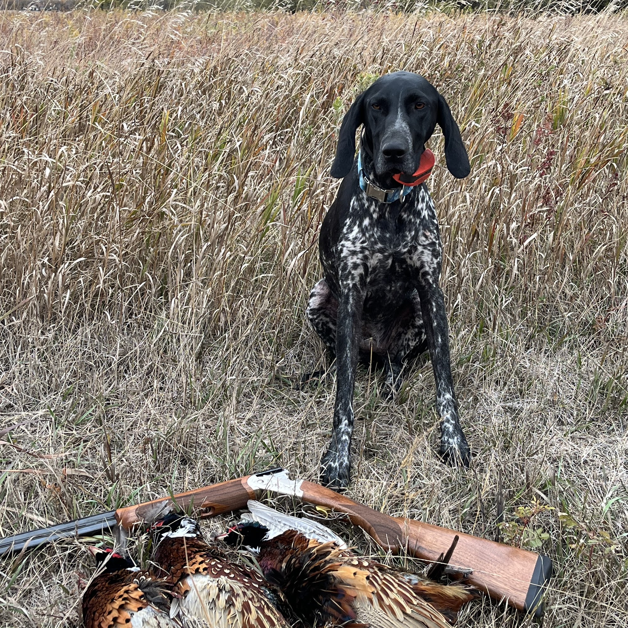 Good Go Ing Kennels Baldwin