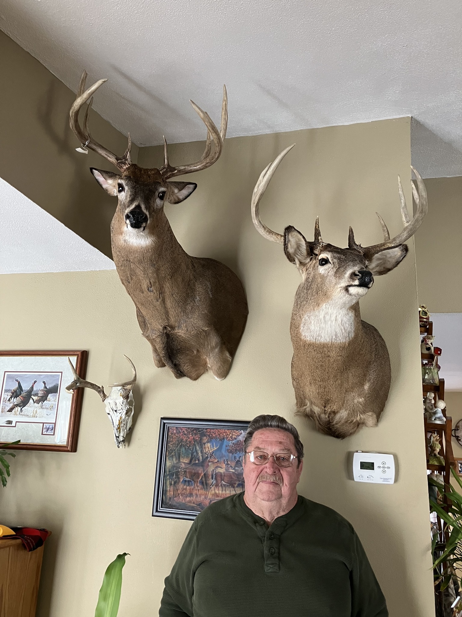 Cole Taxidermy