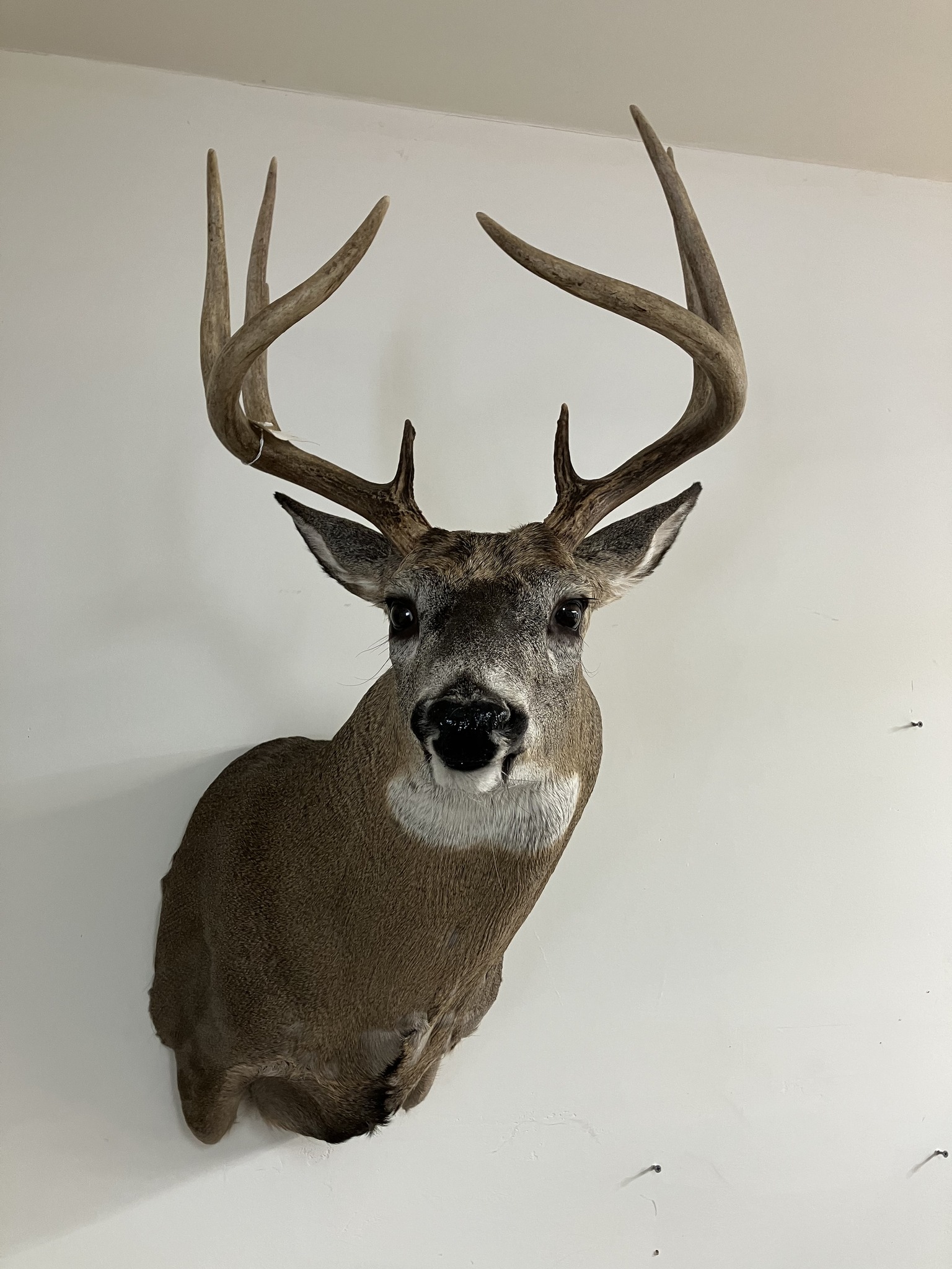 Cole Taxidermy