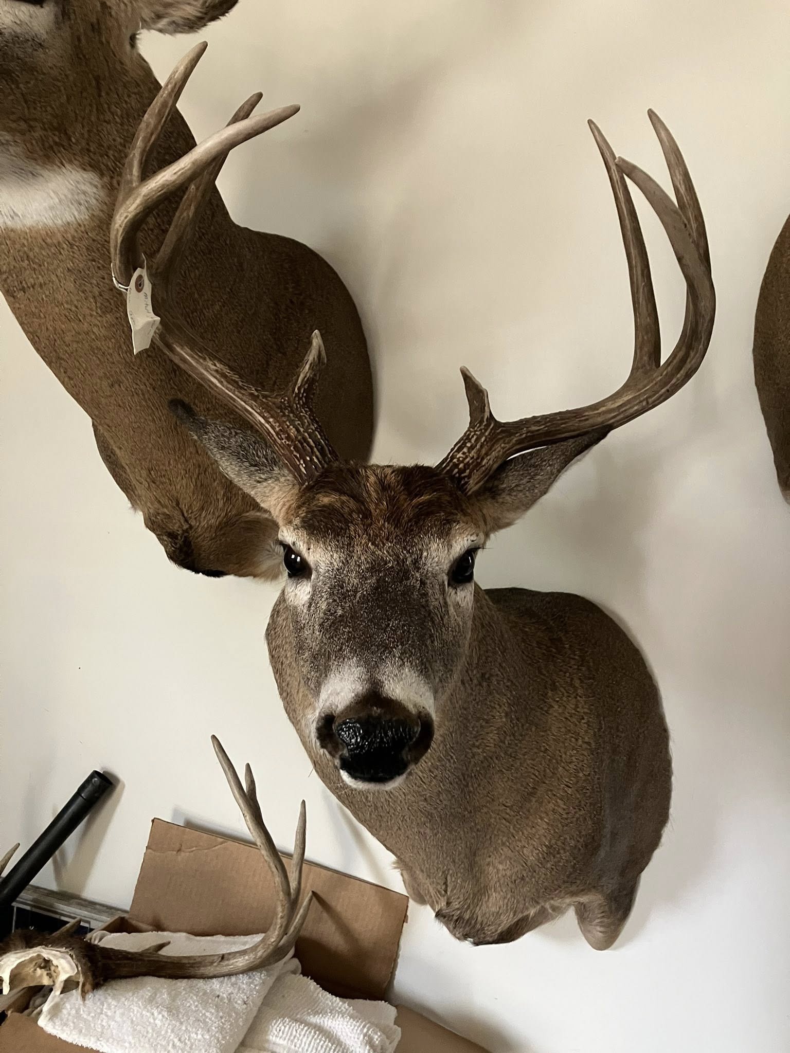 Cole Taxidermy