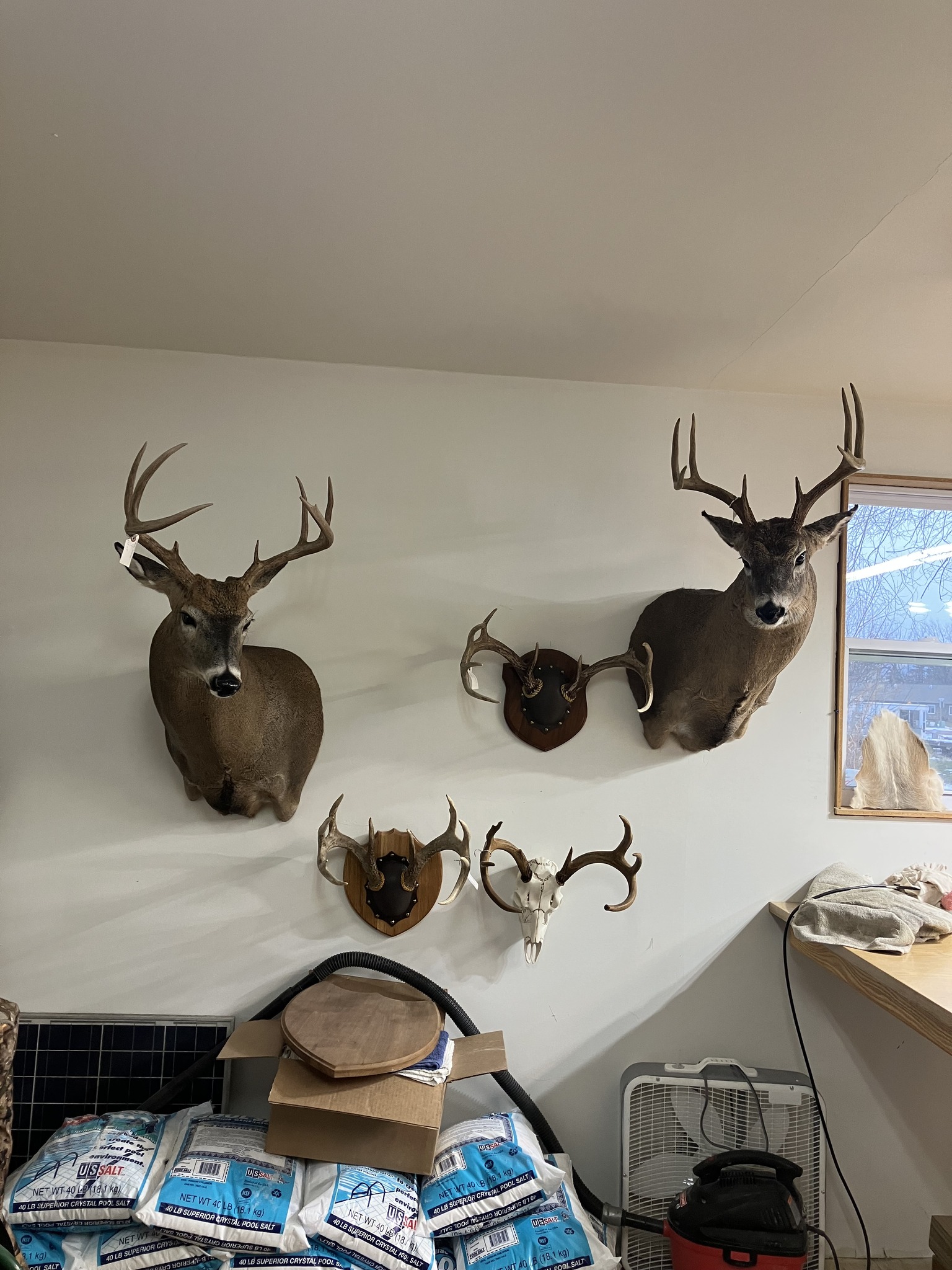 Cole Taxidermy