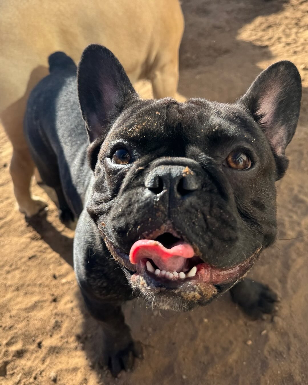 The Dog House Pet Resort Baraboo