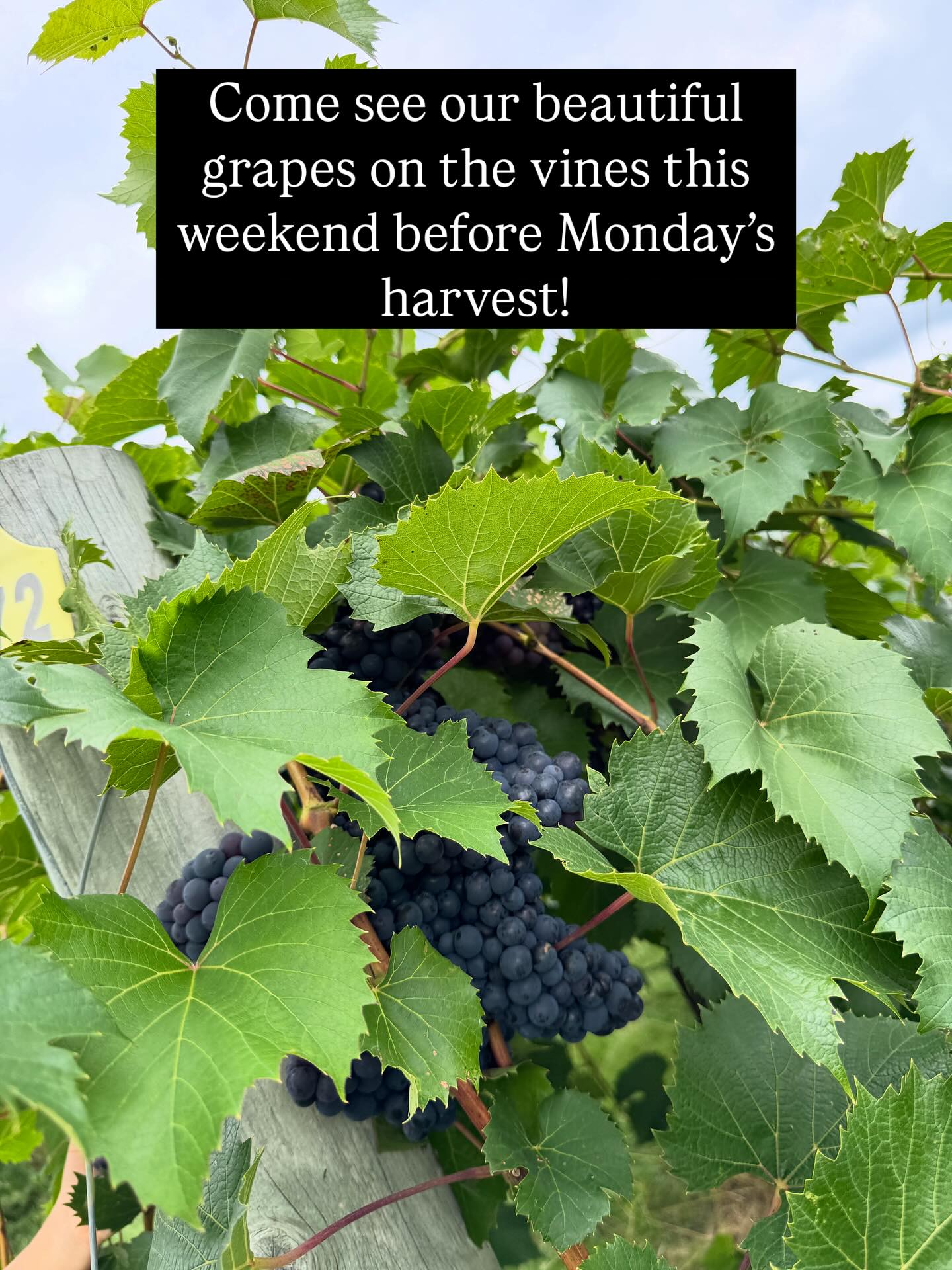 Baraboo Bluff Winery Baraboo