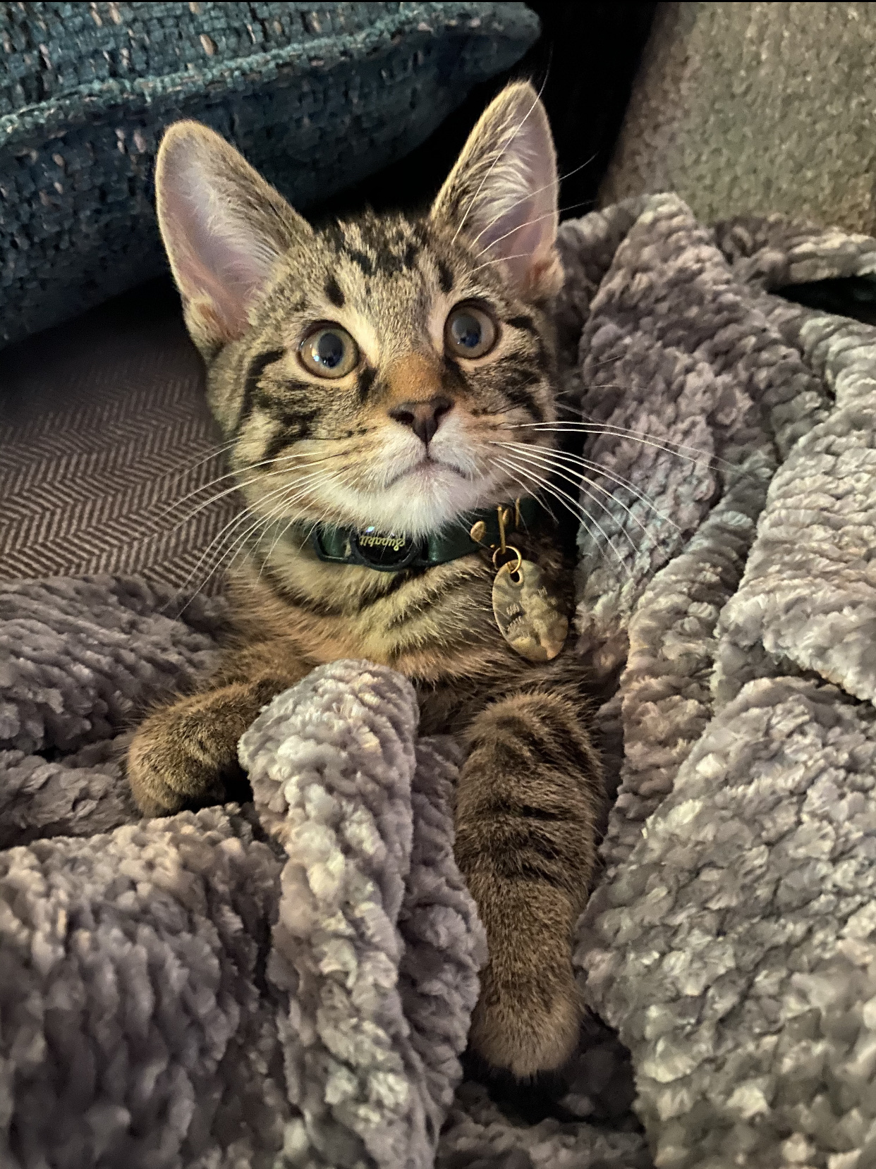 Wyllow Pet Hospital Beaver Dam