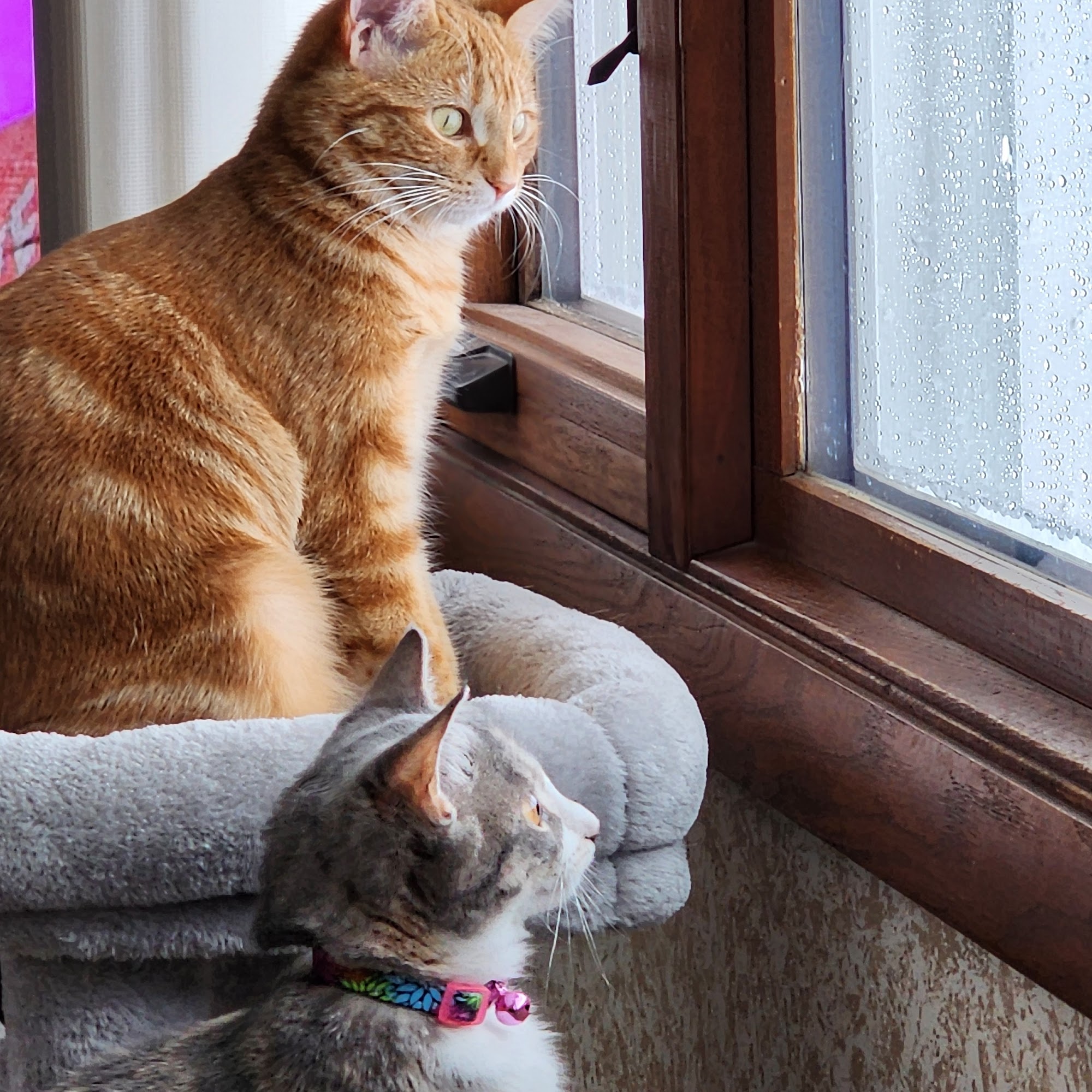 Wyllow Pet Hospital Beaver Dam