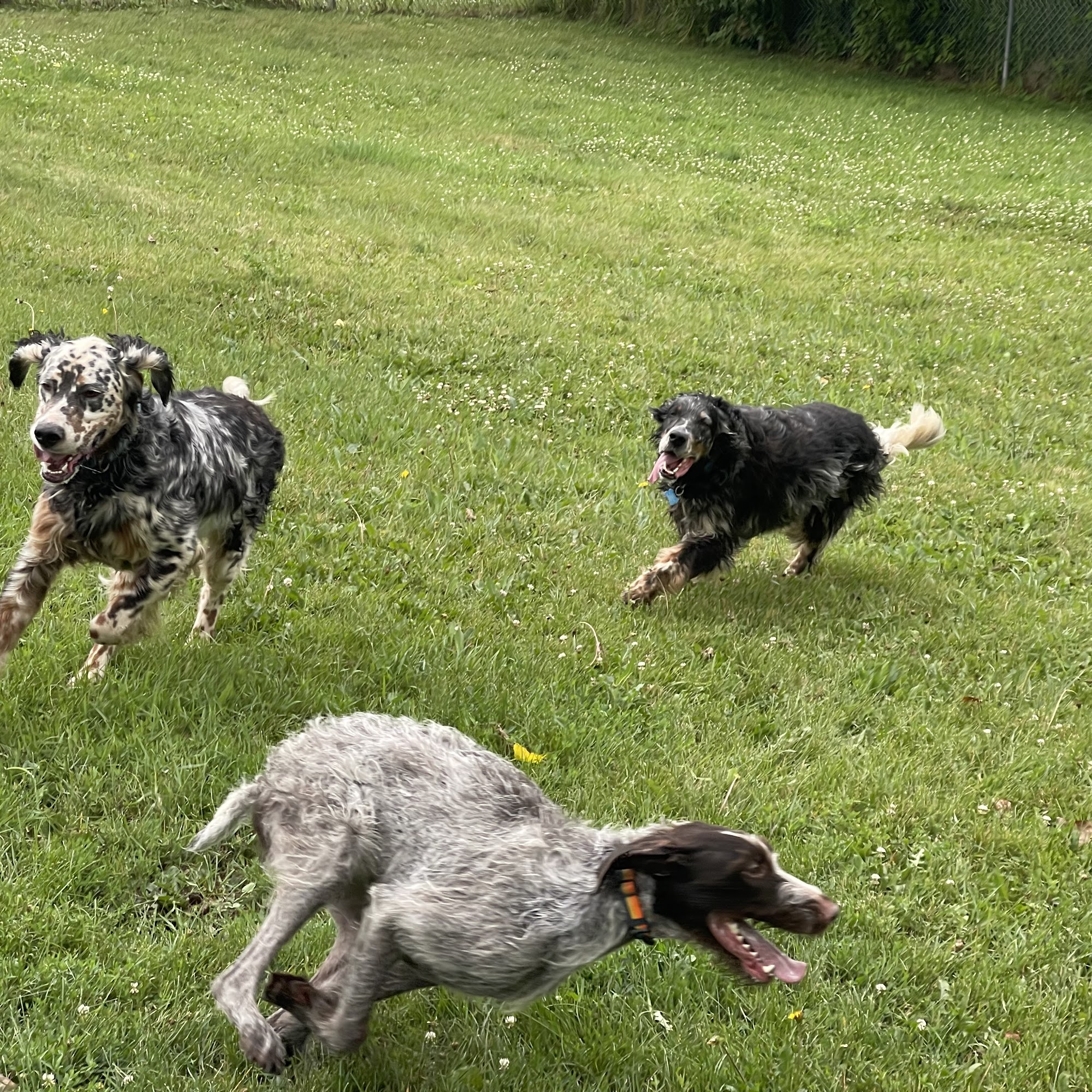 Four Paws Inn Belgium