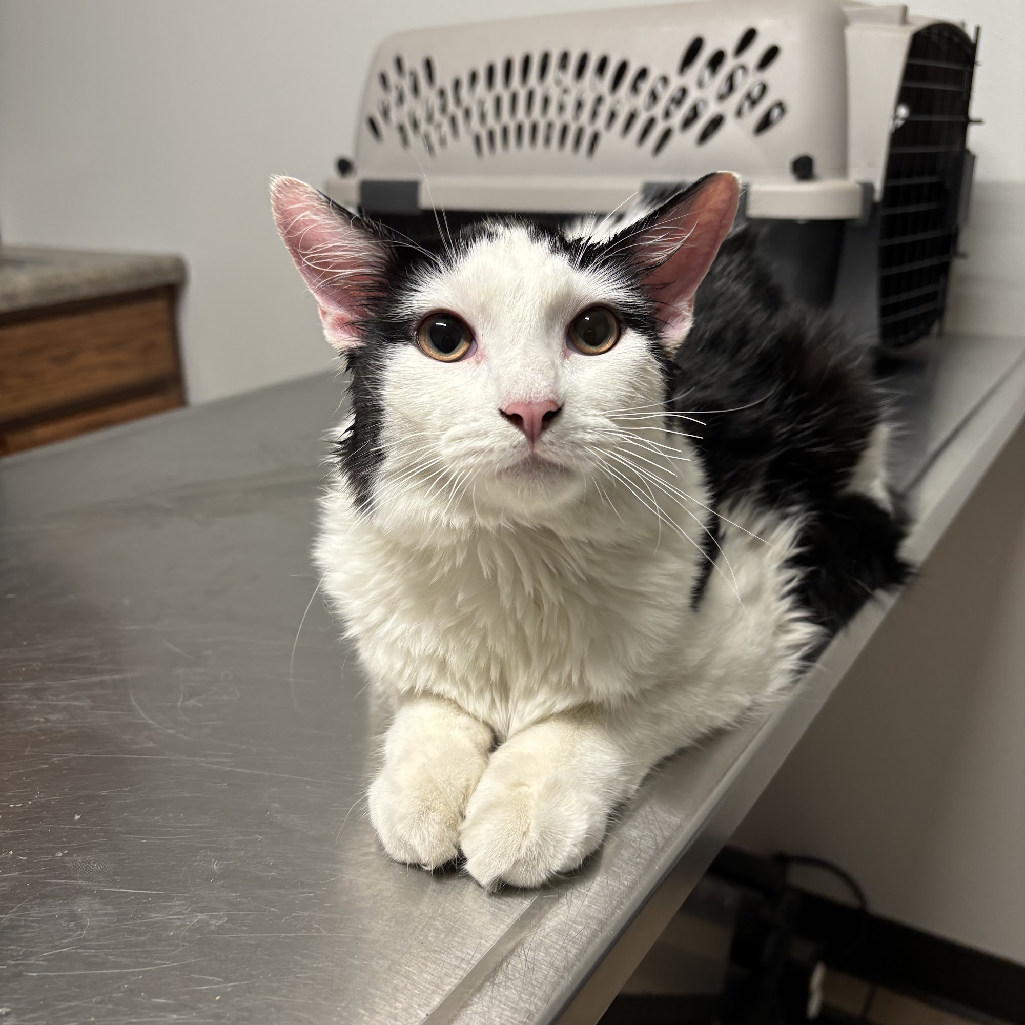 Madison Road Veterinary Clinic Beloit