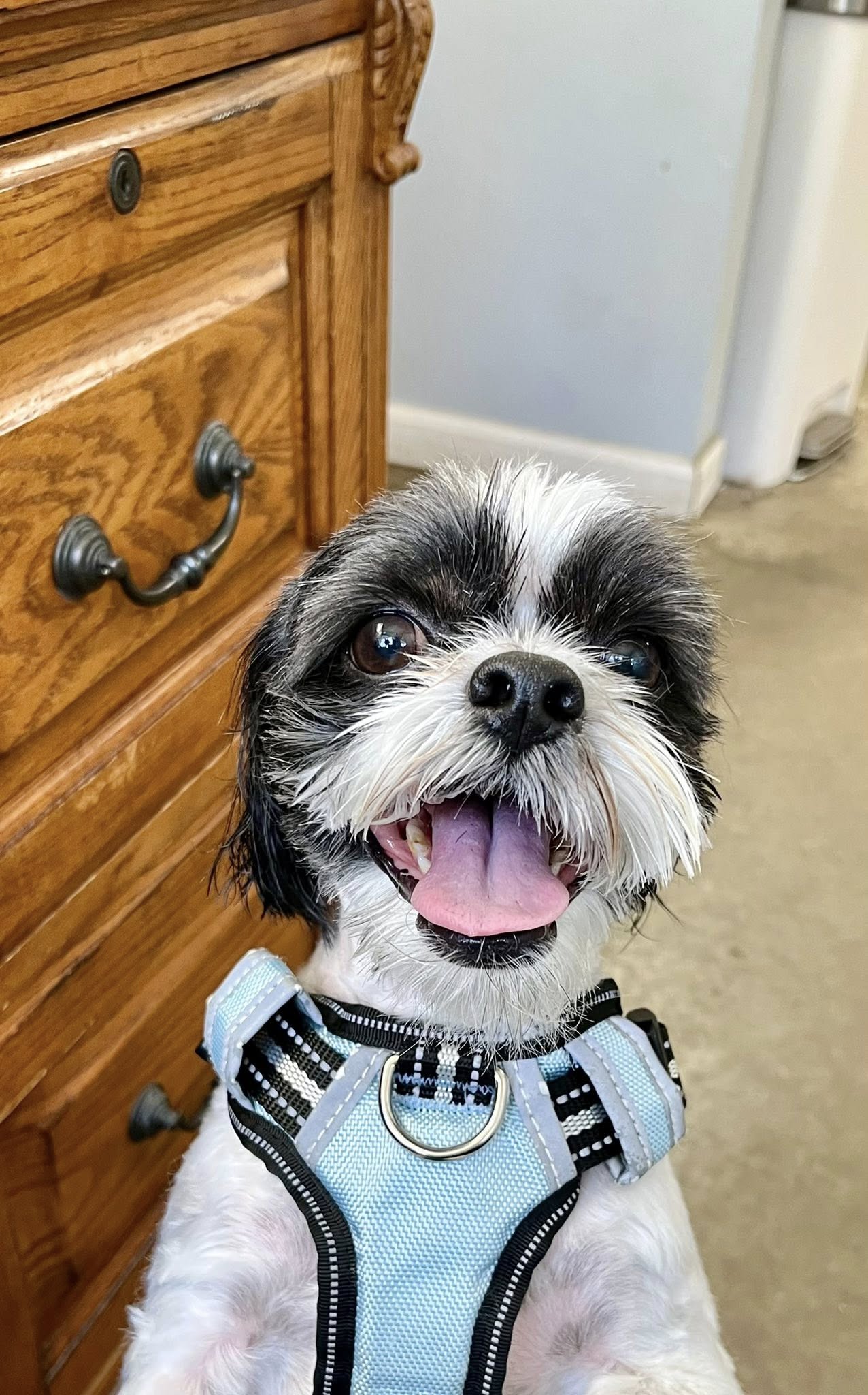 Tails of the City Dog Spa Beloit