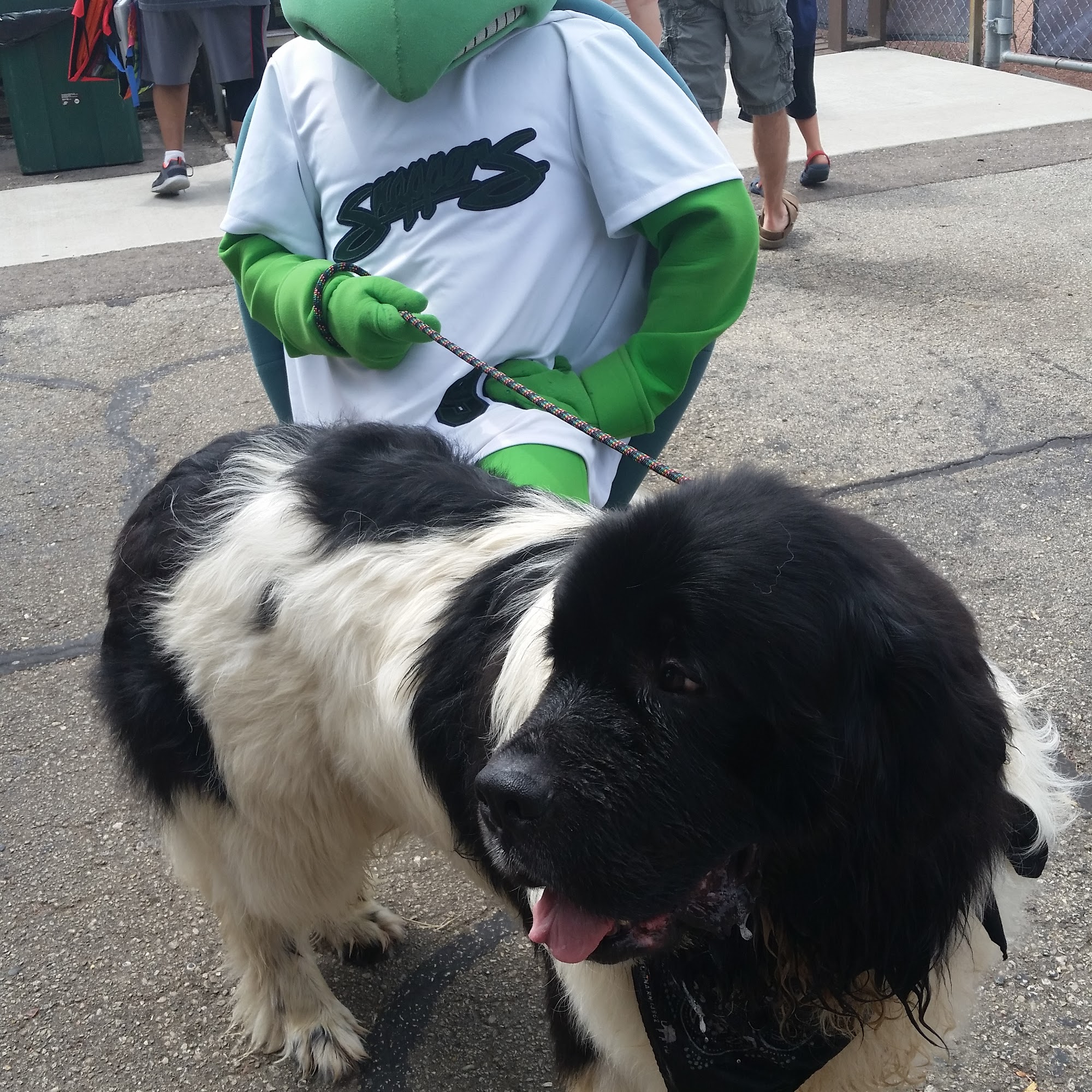 Rock River Newfoundlands Beloit