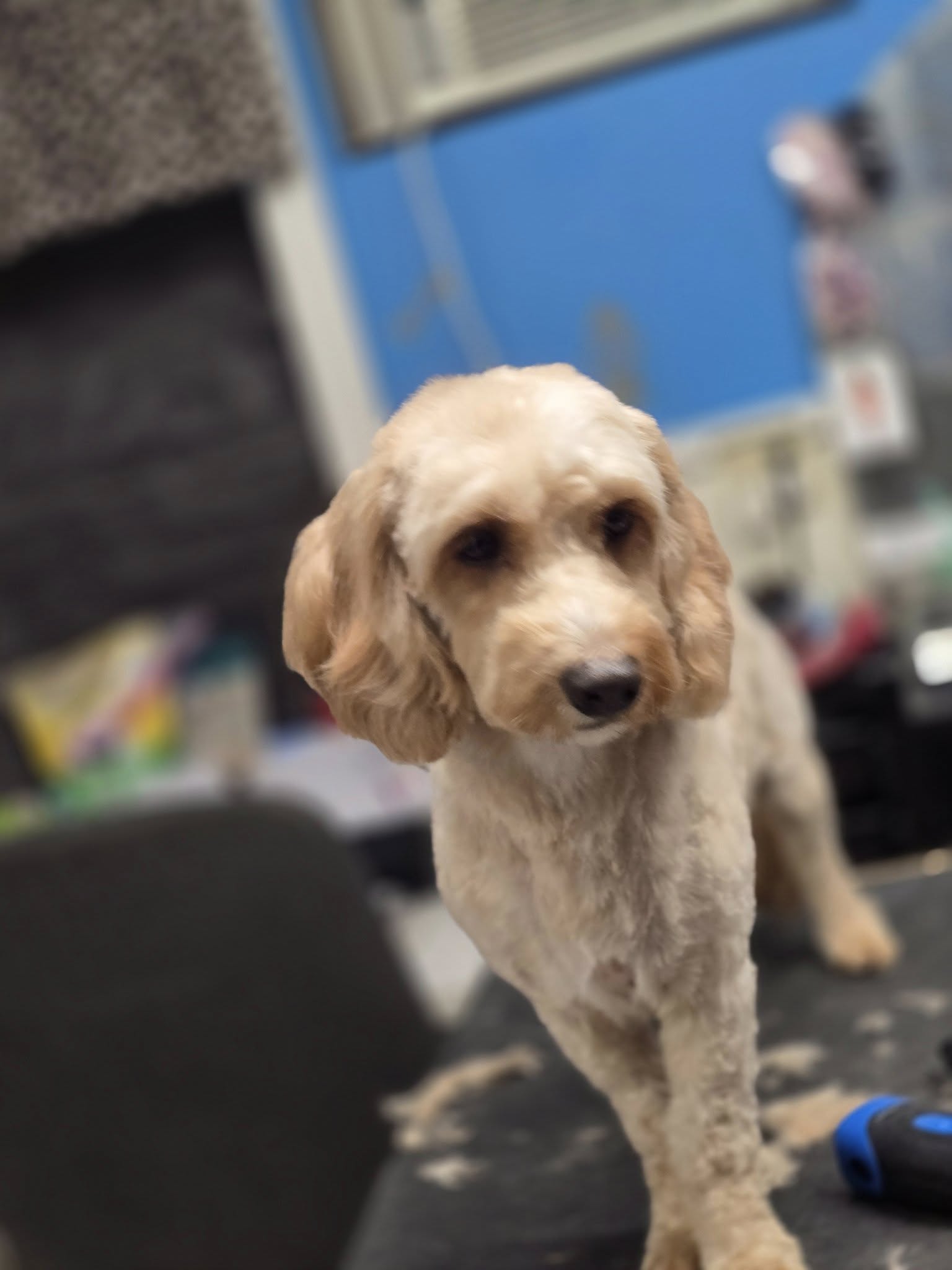 Power Paws Pet Salon Beloit