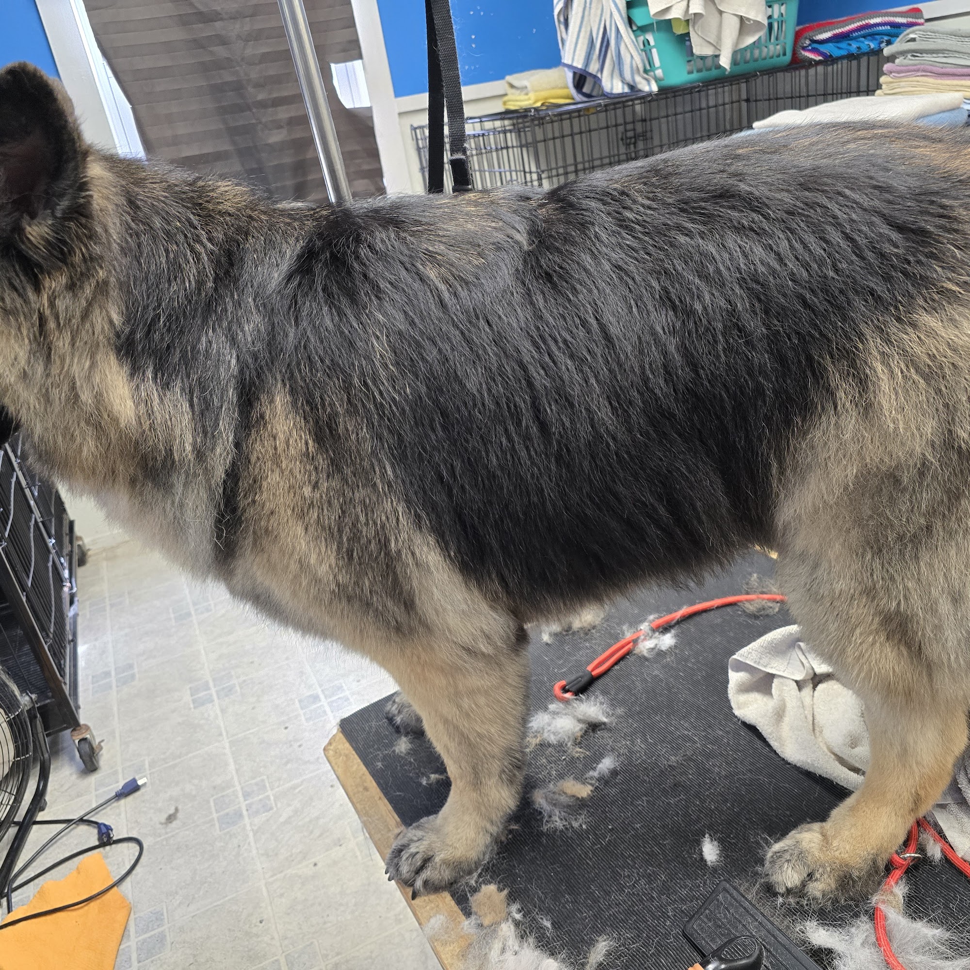 Power Paws Pet Salon Beloit