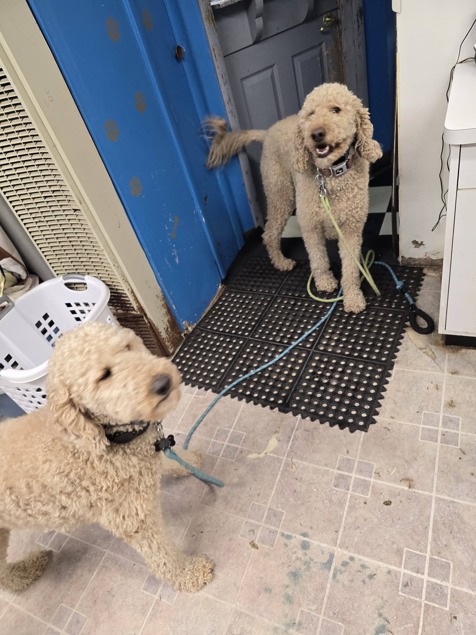 Power Paws Pet Salon Beloit