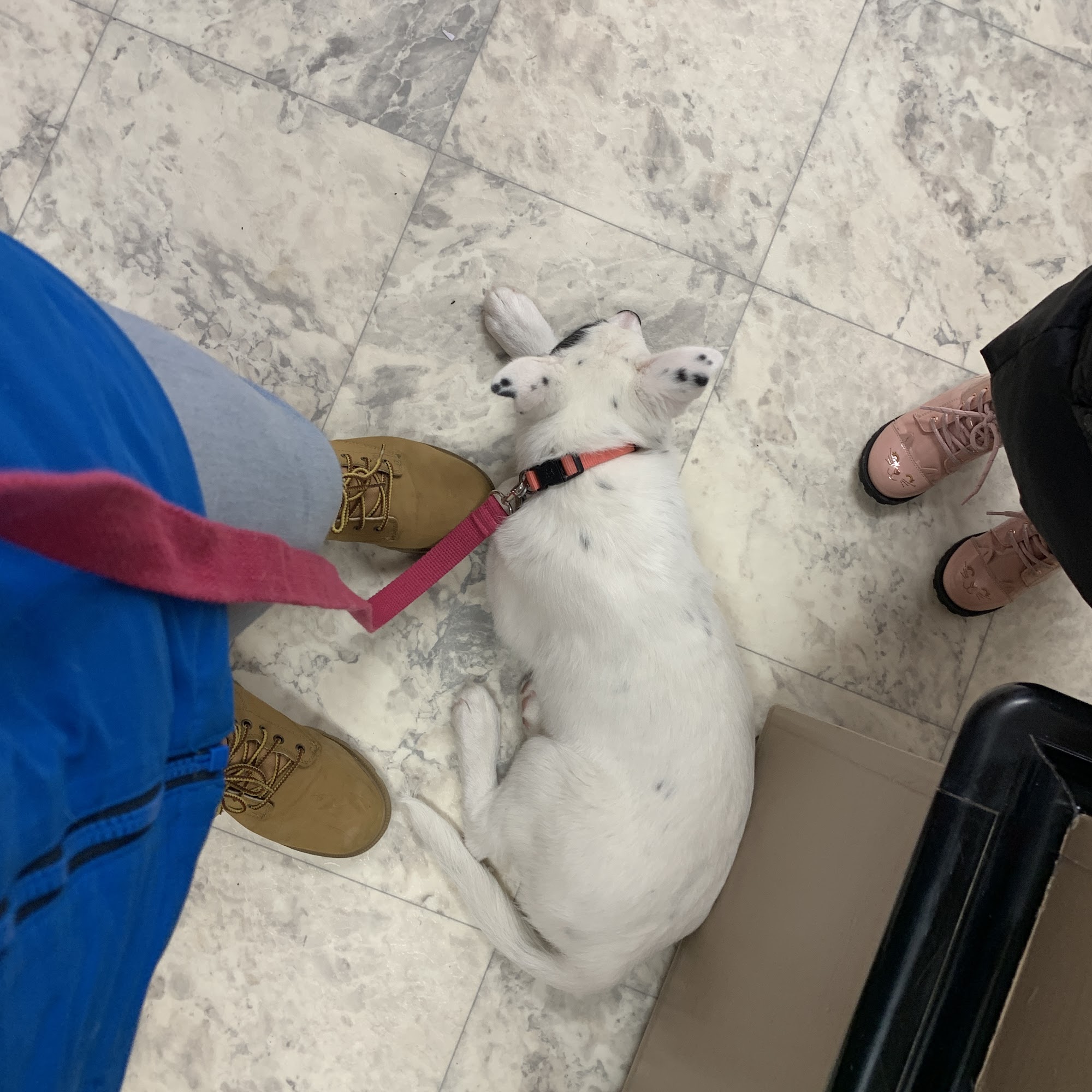 Hickory Lane Animal Hospital Berlin