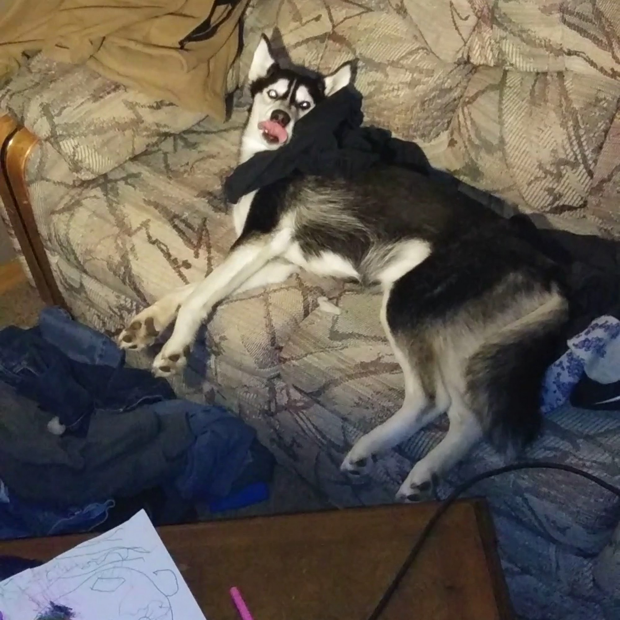 The Veterinary Clinics, Berlin Berlin