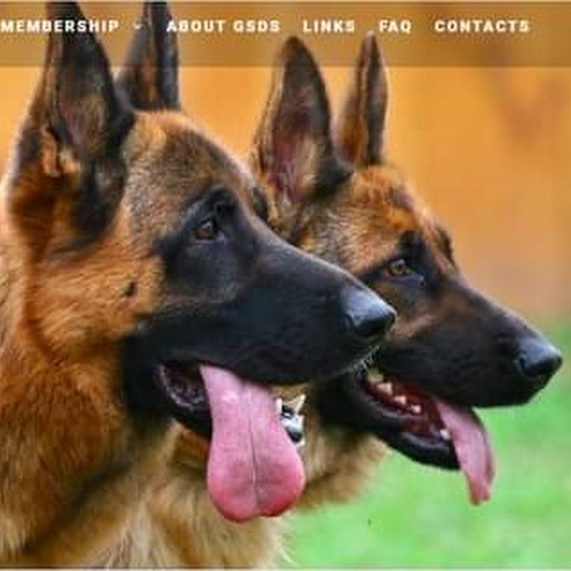 German Shepherd Dog Club of Wisconsin Big Bend
