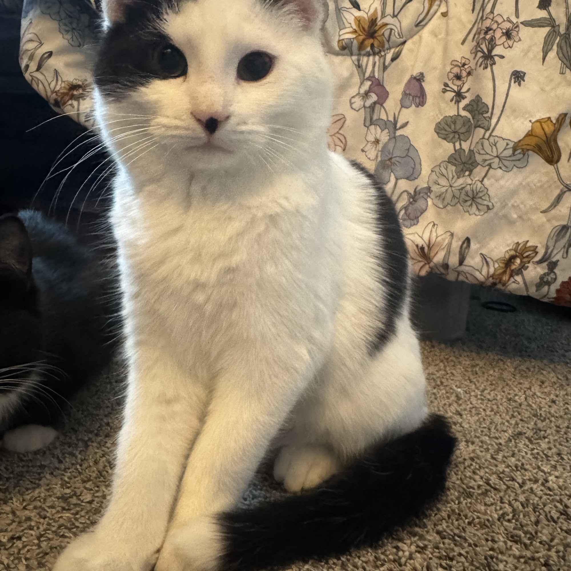 Birnamwood Veterinary Services Birnamwood