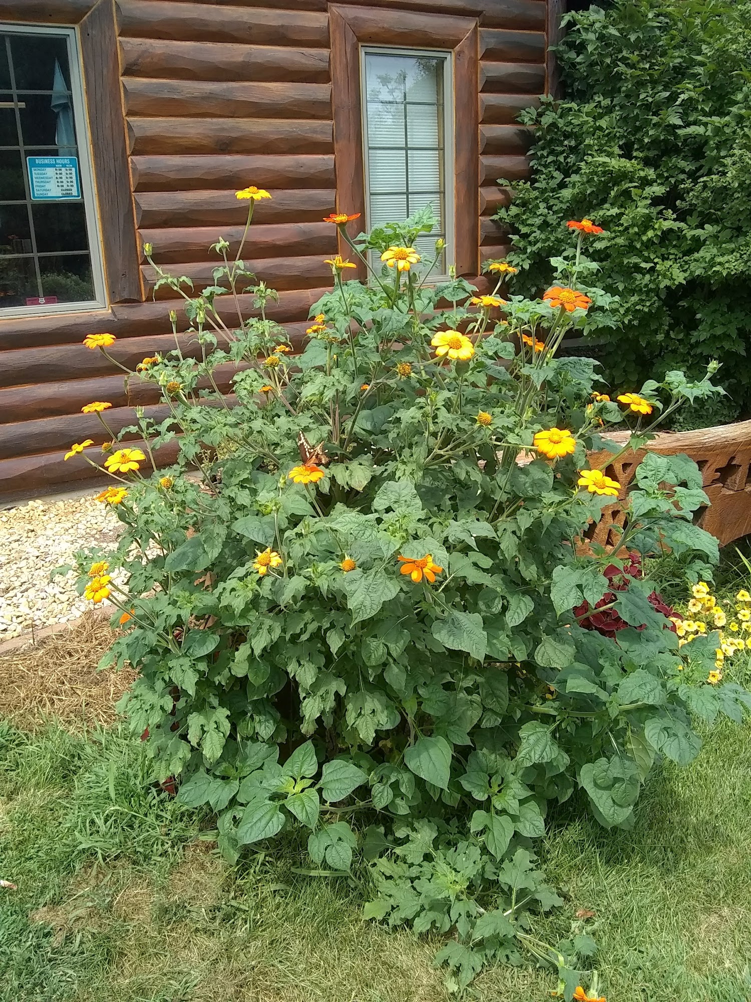 Country Pet Clinic Black River Falls