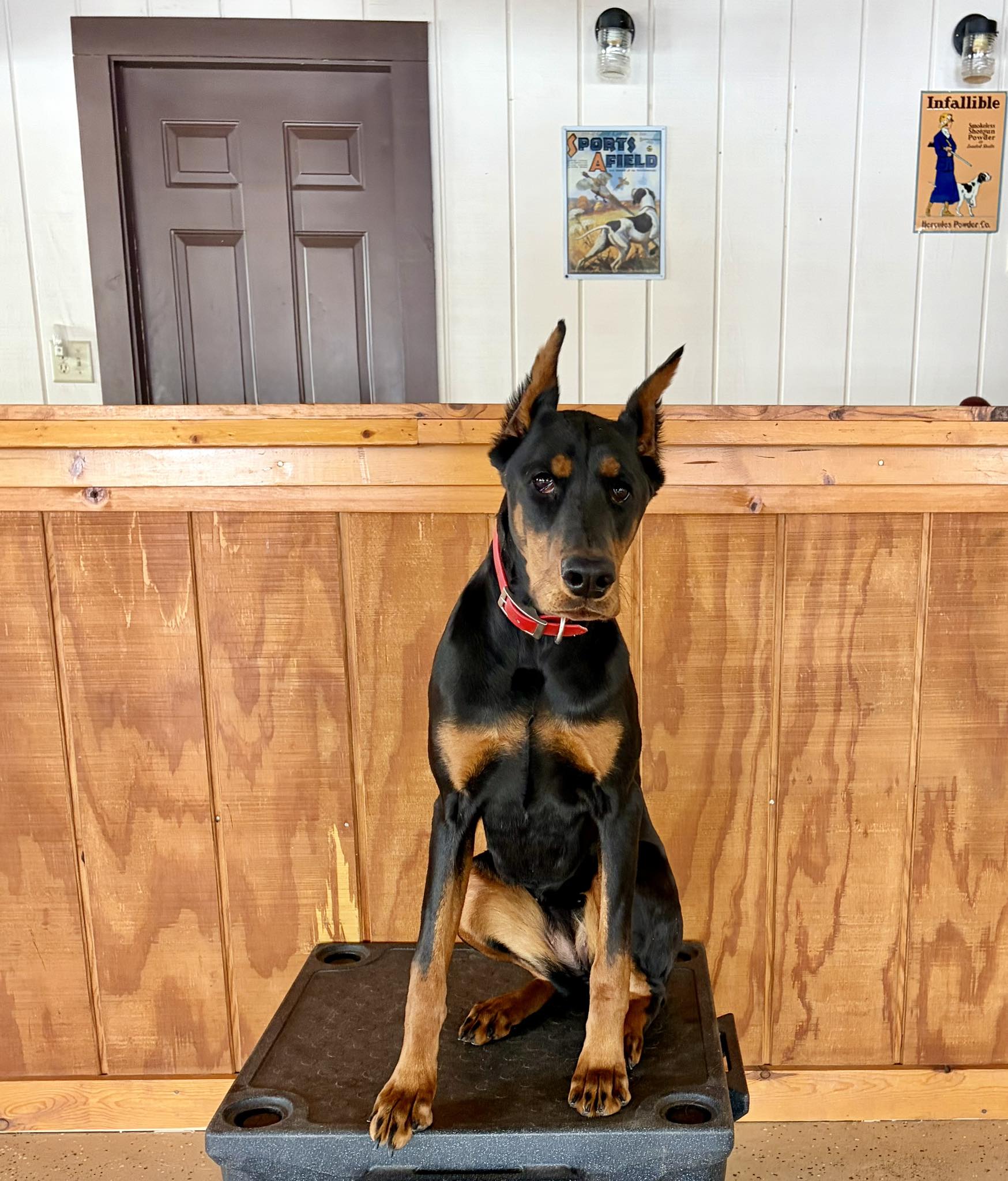 Duncan Creek Kennel LLC Bloomer