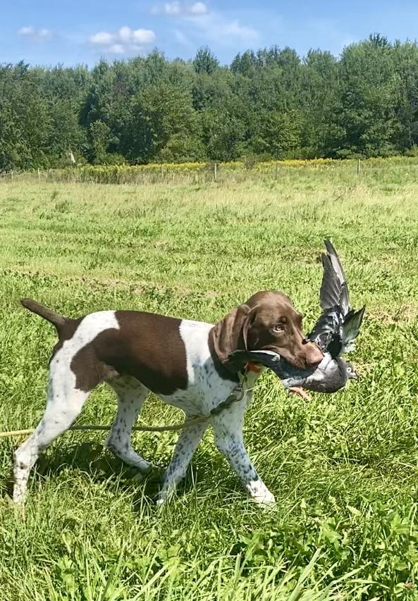 Duncan Creek Kennel LLC Bloomer