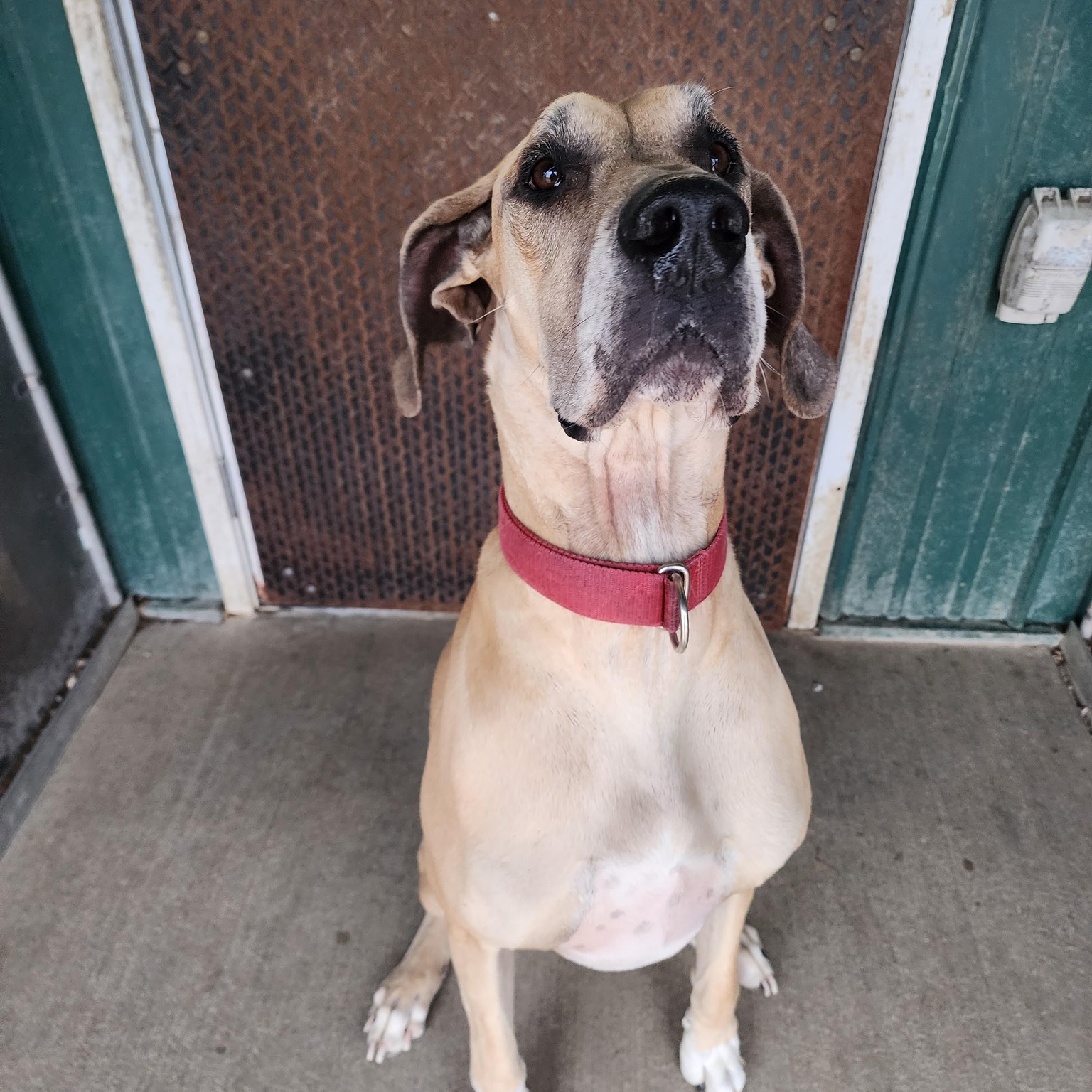 Spring Valley Kennel Blue Mounds