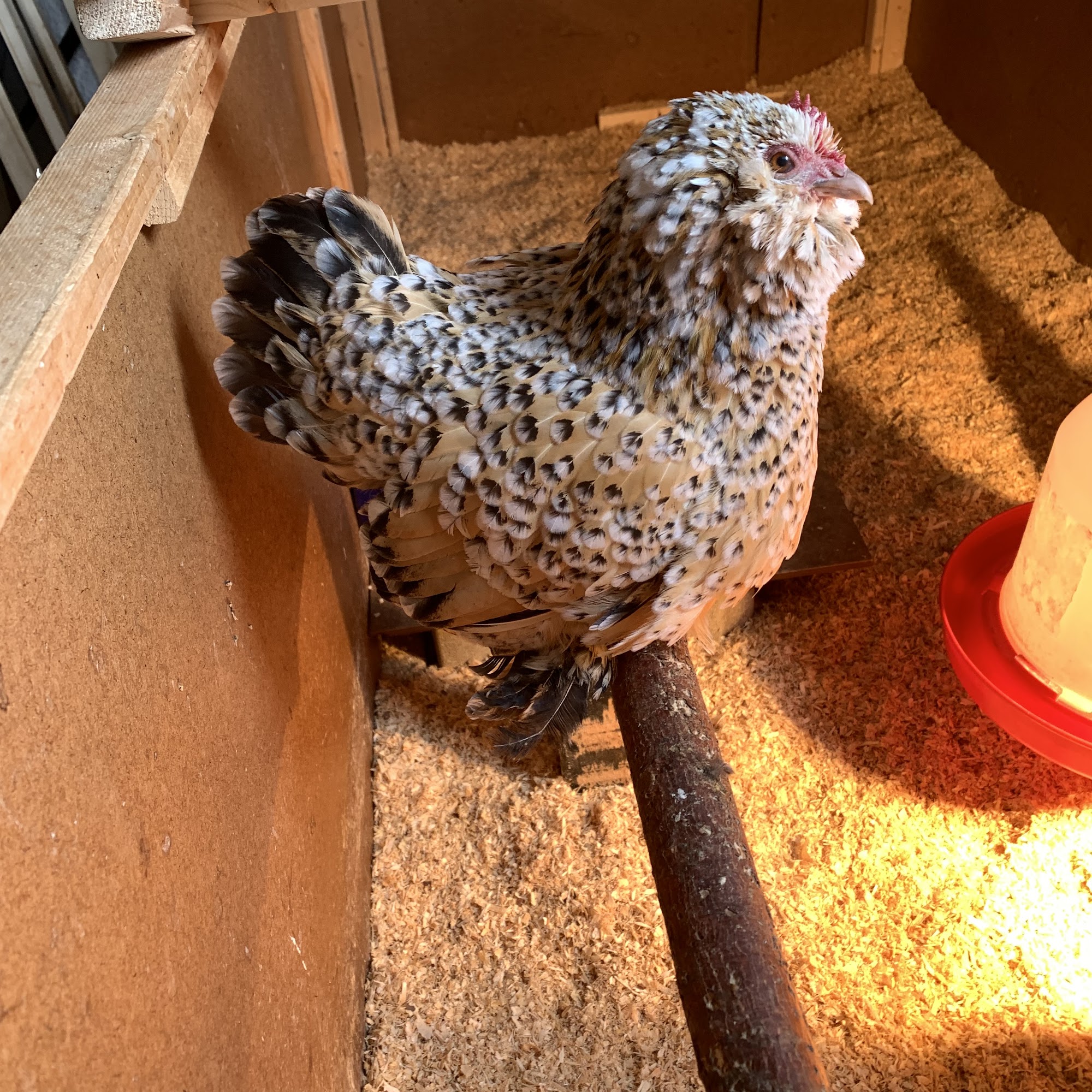 Sugar River Veterinary Services Brodhead